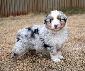 GusPup-Standing_300px.jpg