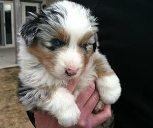 GusPup-Held_300px.jpg