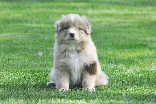 dawson-6wk.jpg