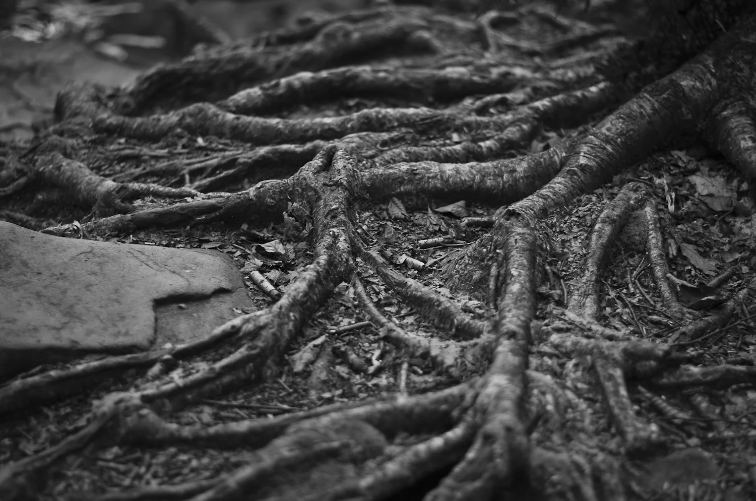 roots7.jpg