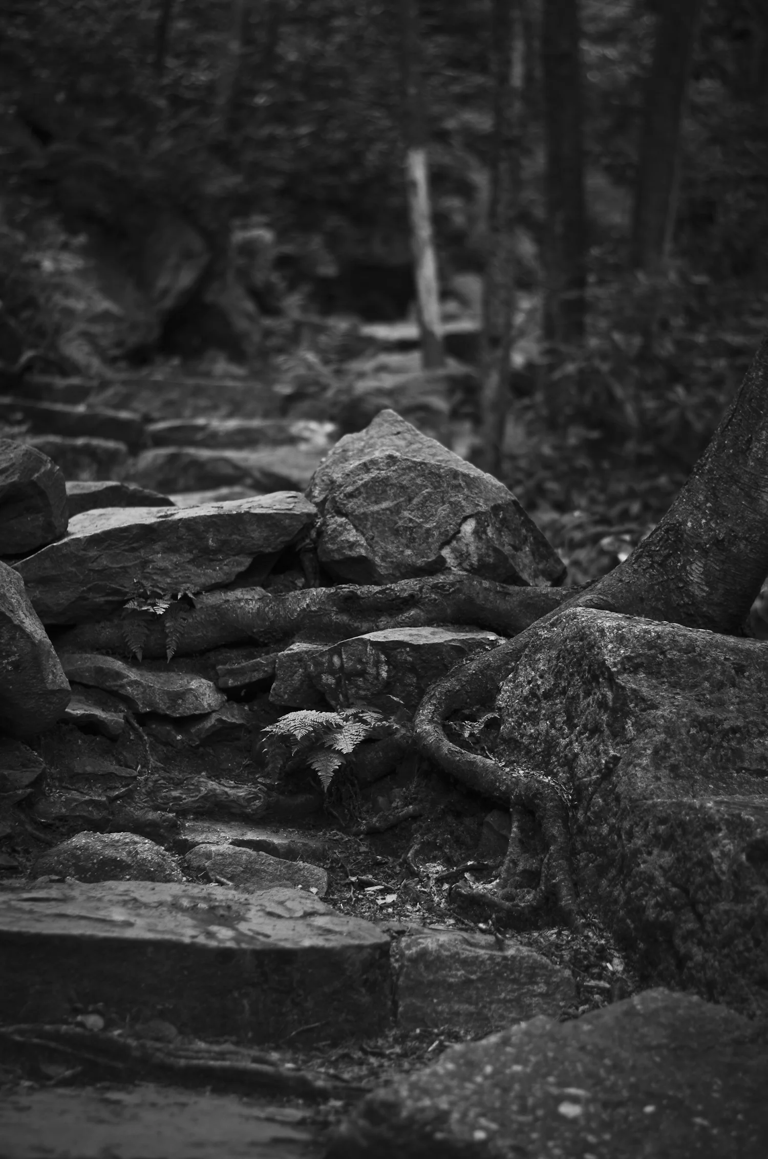 roots6.jpg
