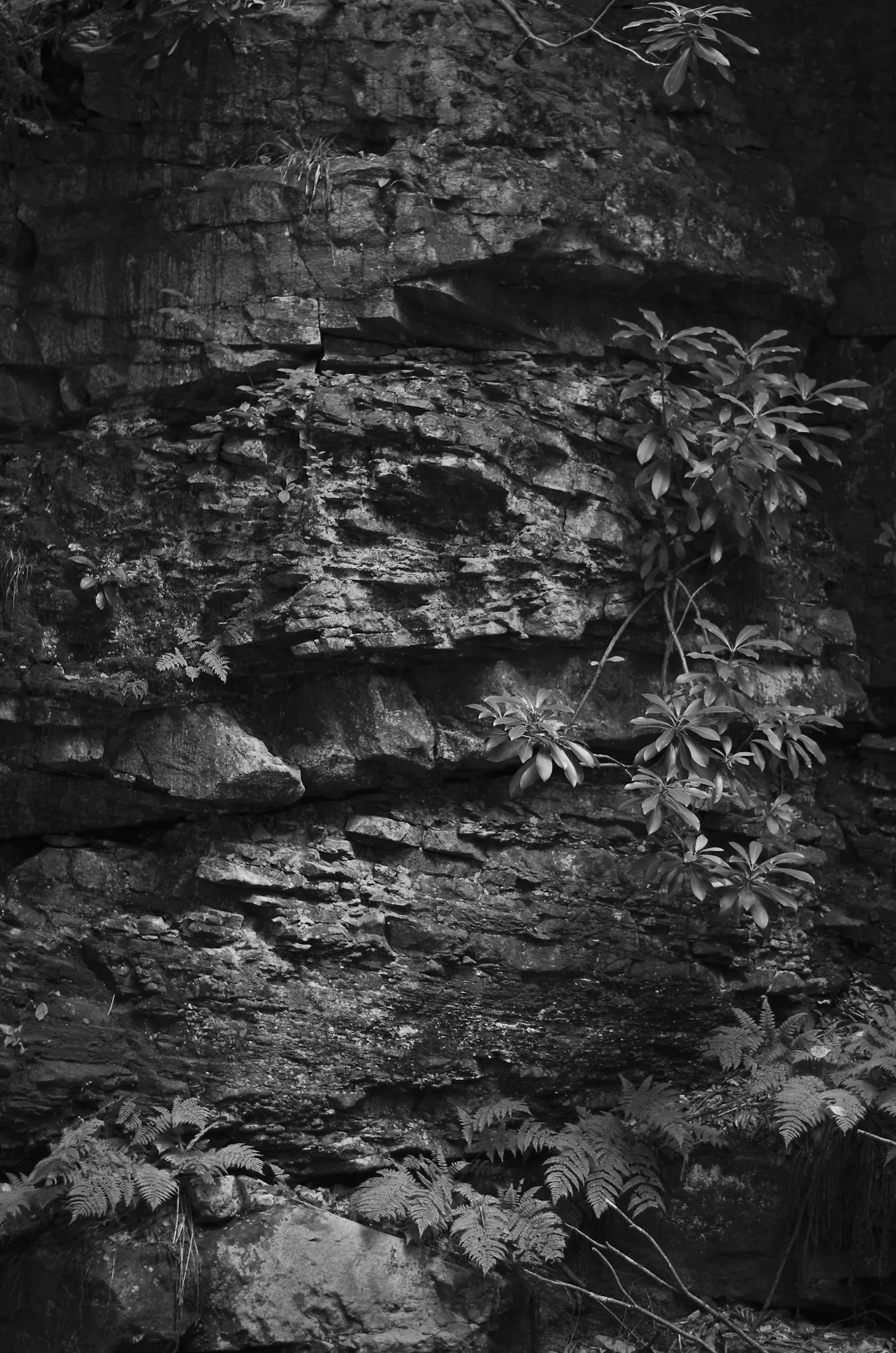 Roots9.jpg