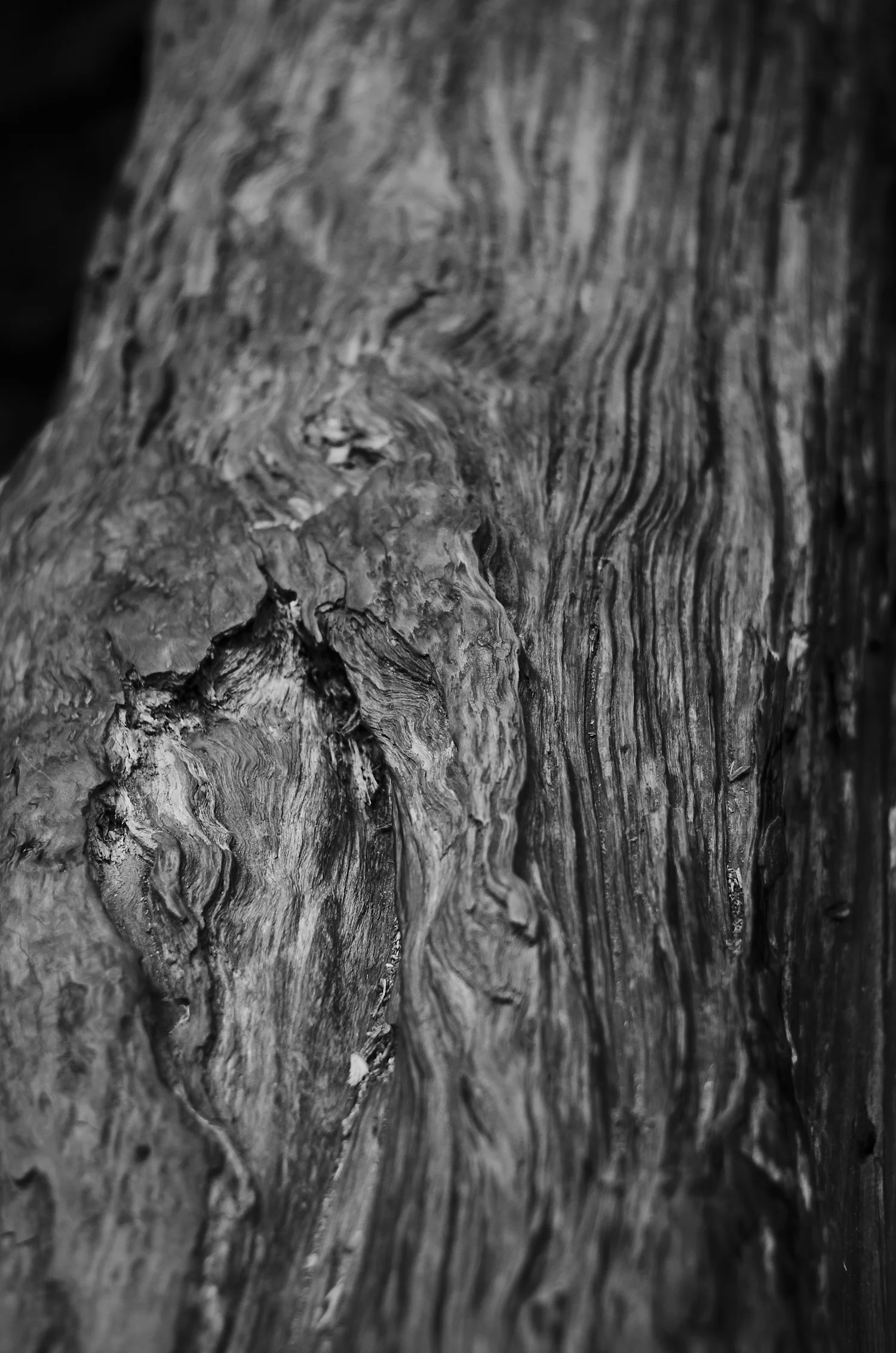 roots10.jpg