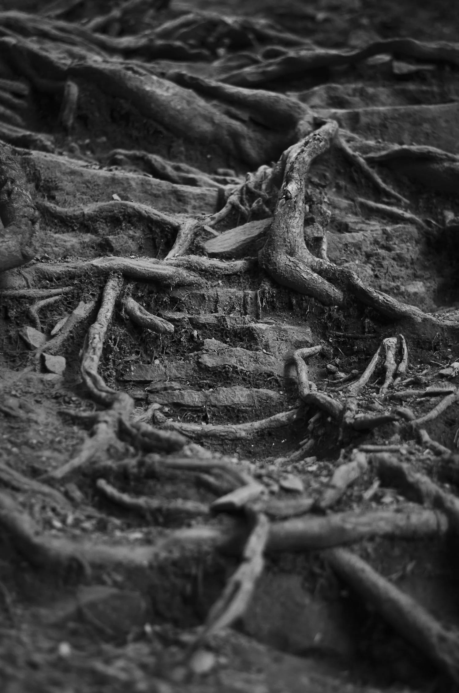 roots11.jpg