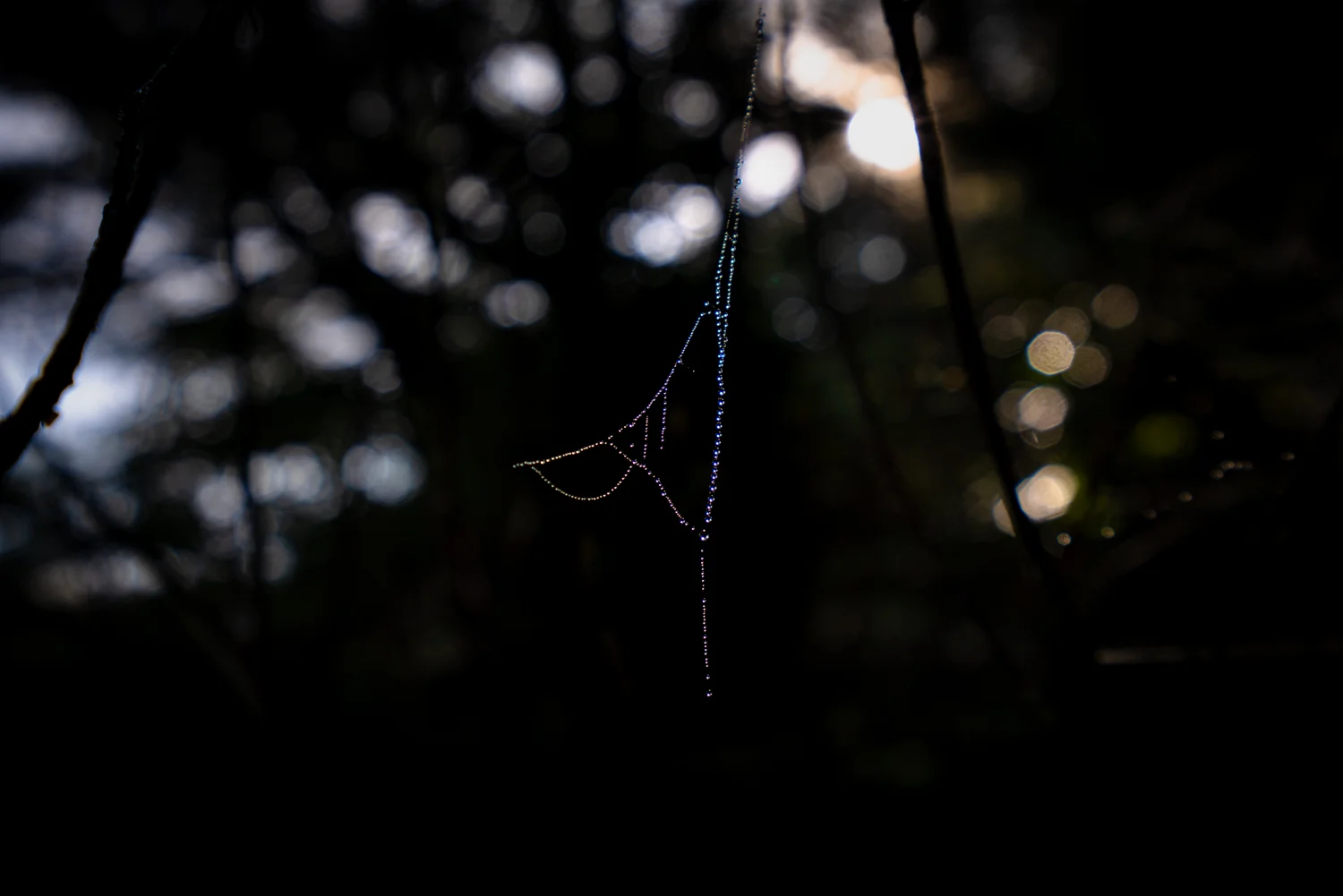 _DSC3272.jpg