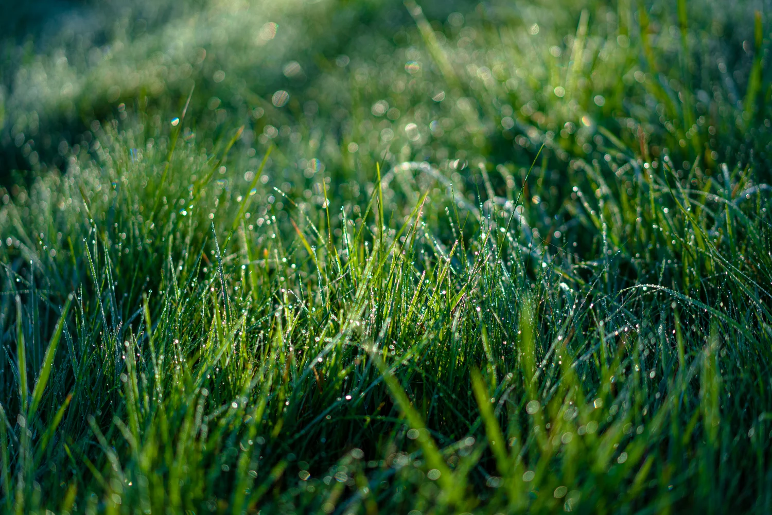 _DSC6502.jpg