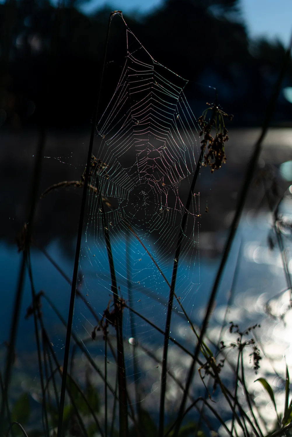 _DSC6553.jpg