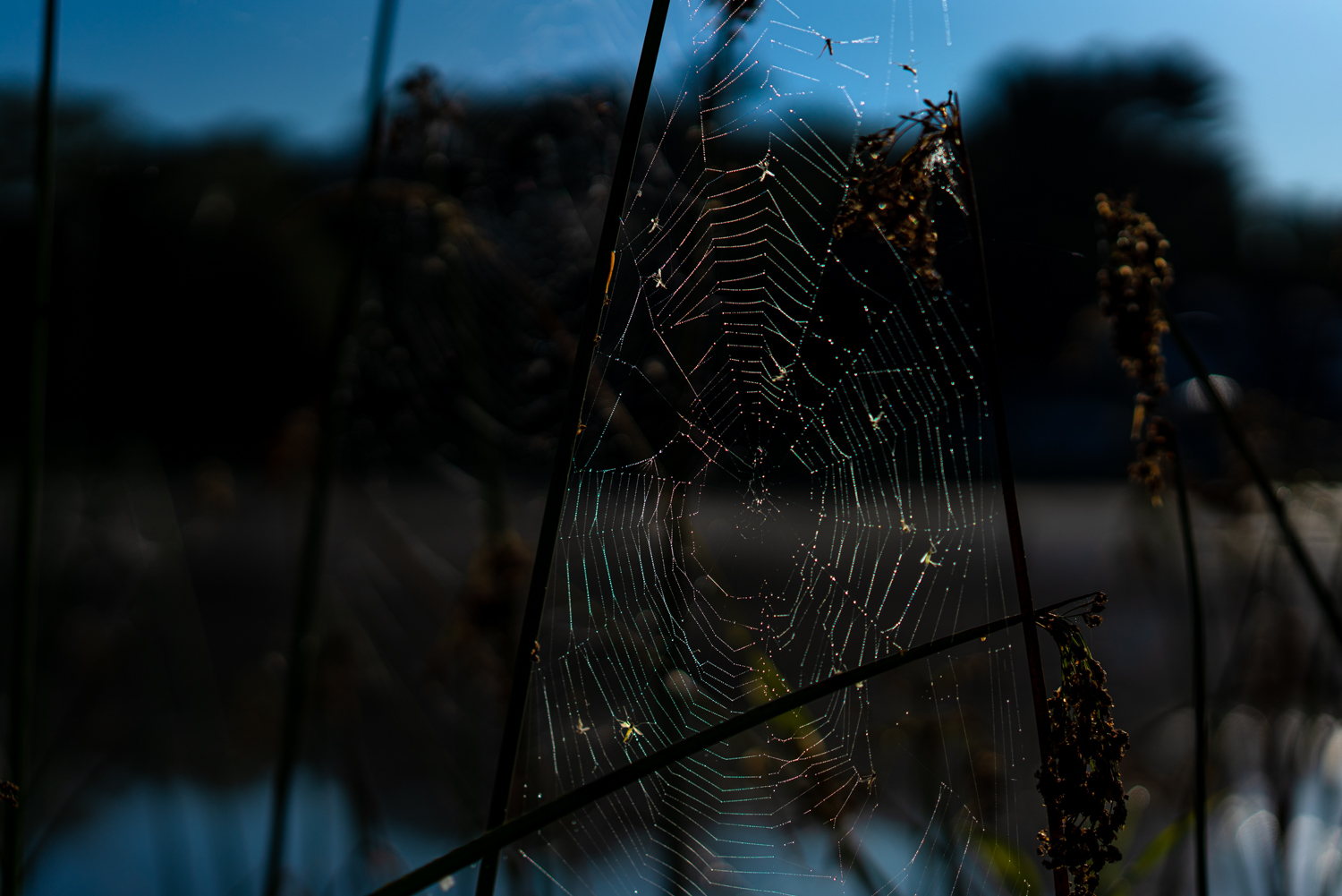 _DSC6558.jpg