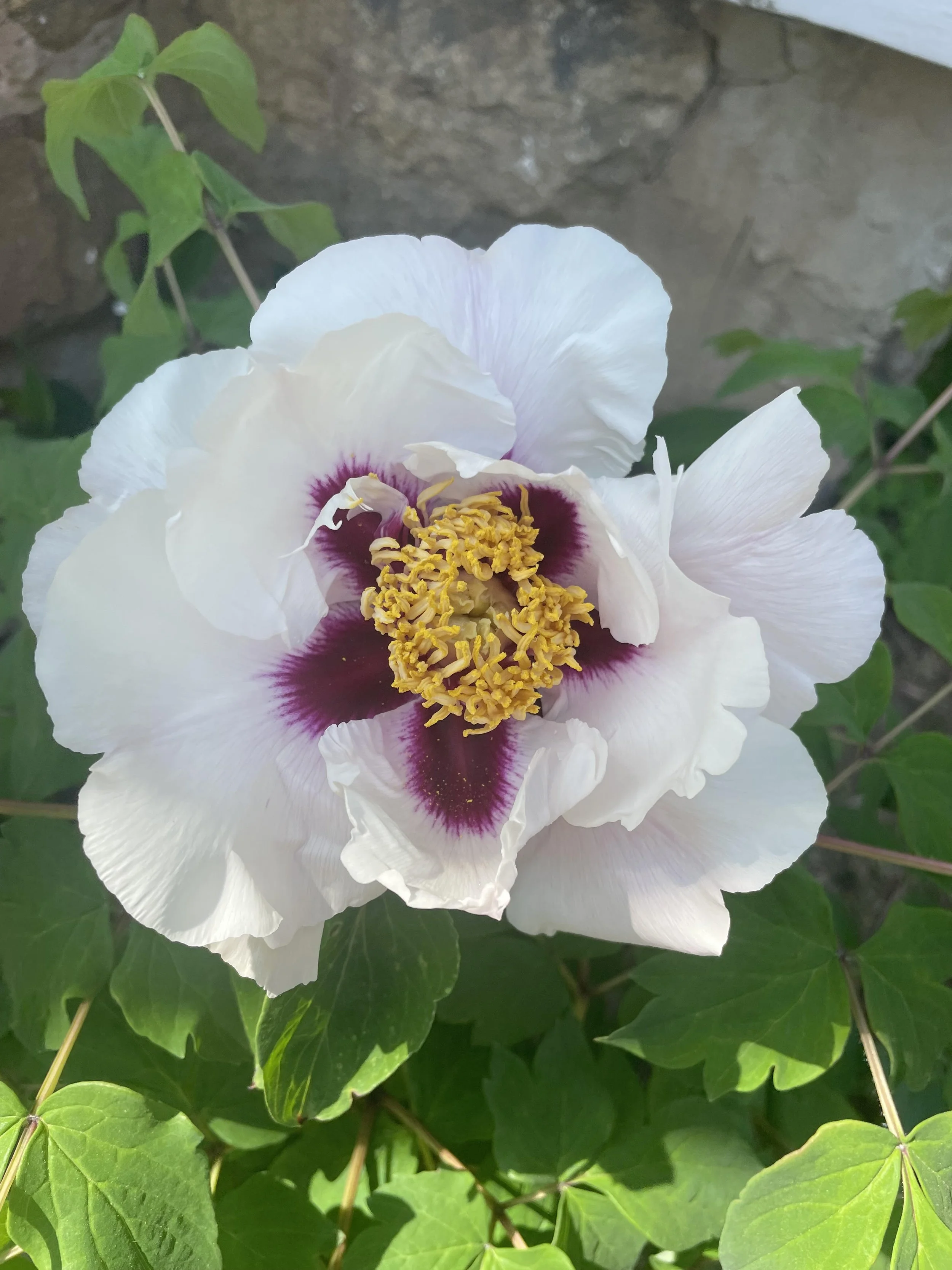 Beginning of Summer 立夏 Seasonal Node