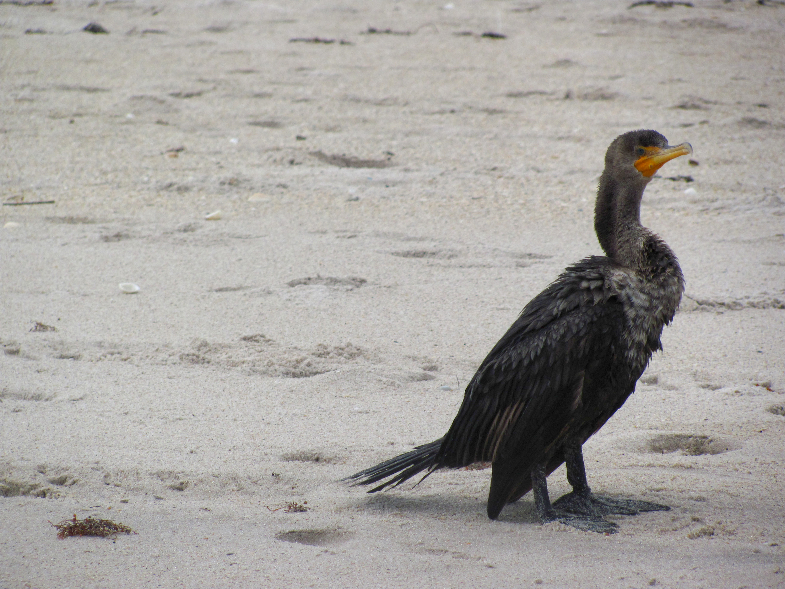 cormorant.jpg