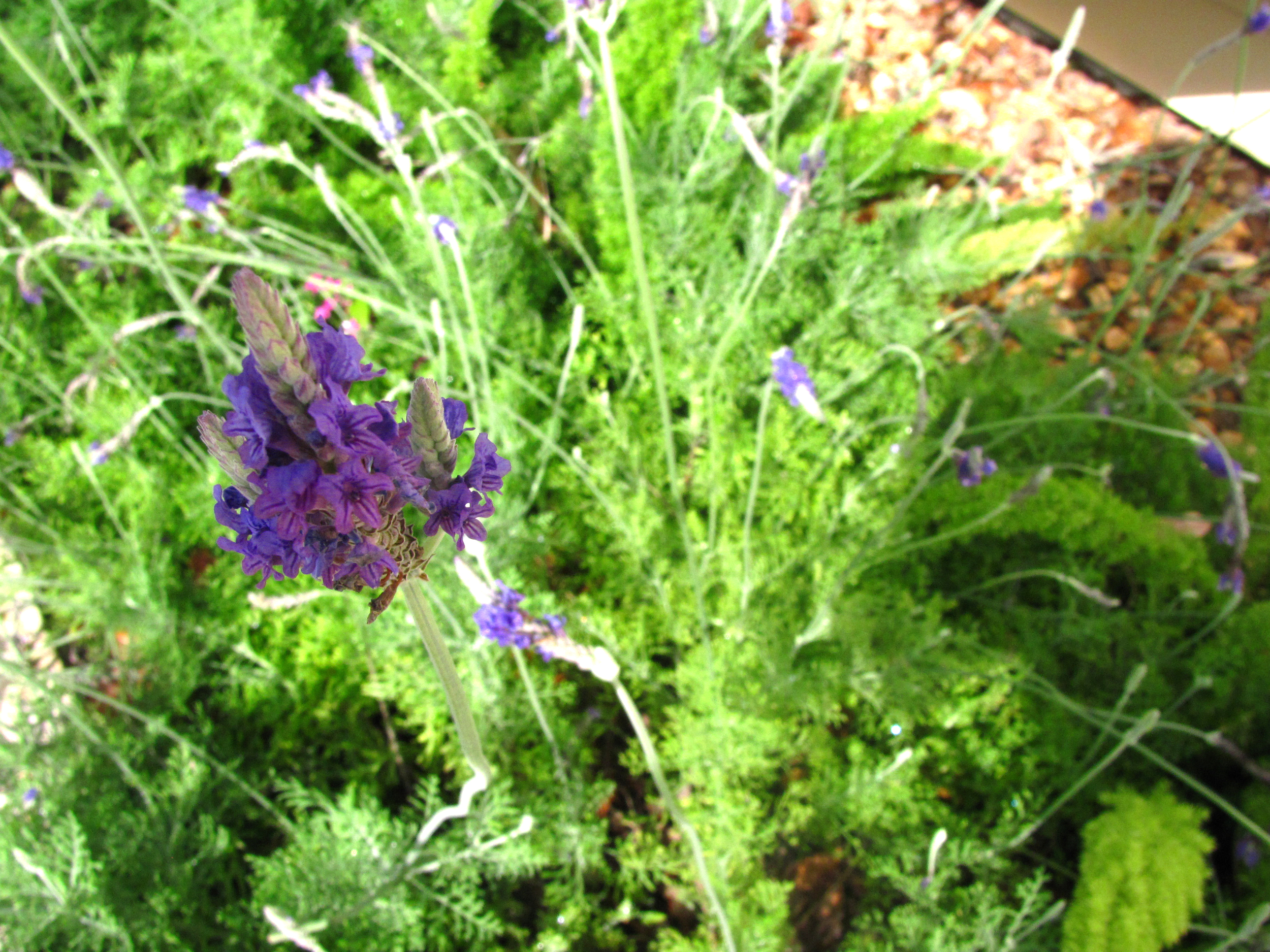 lavender.jpg
