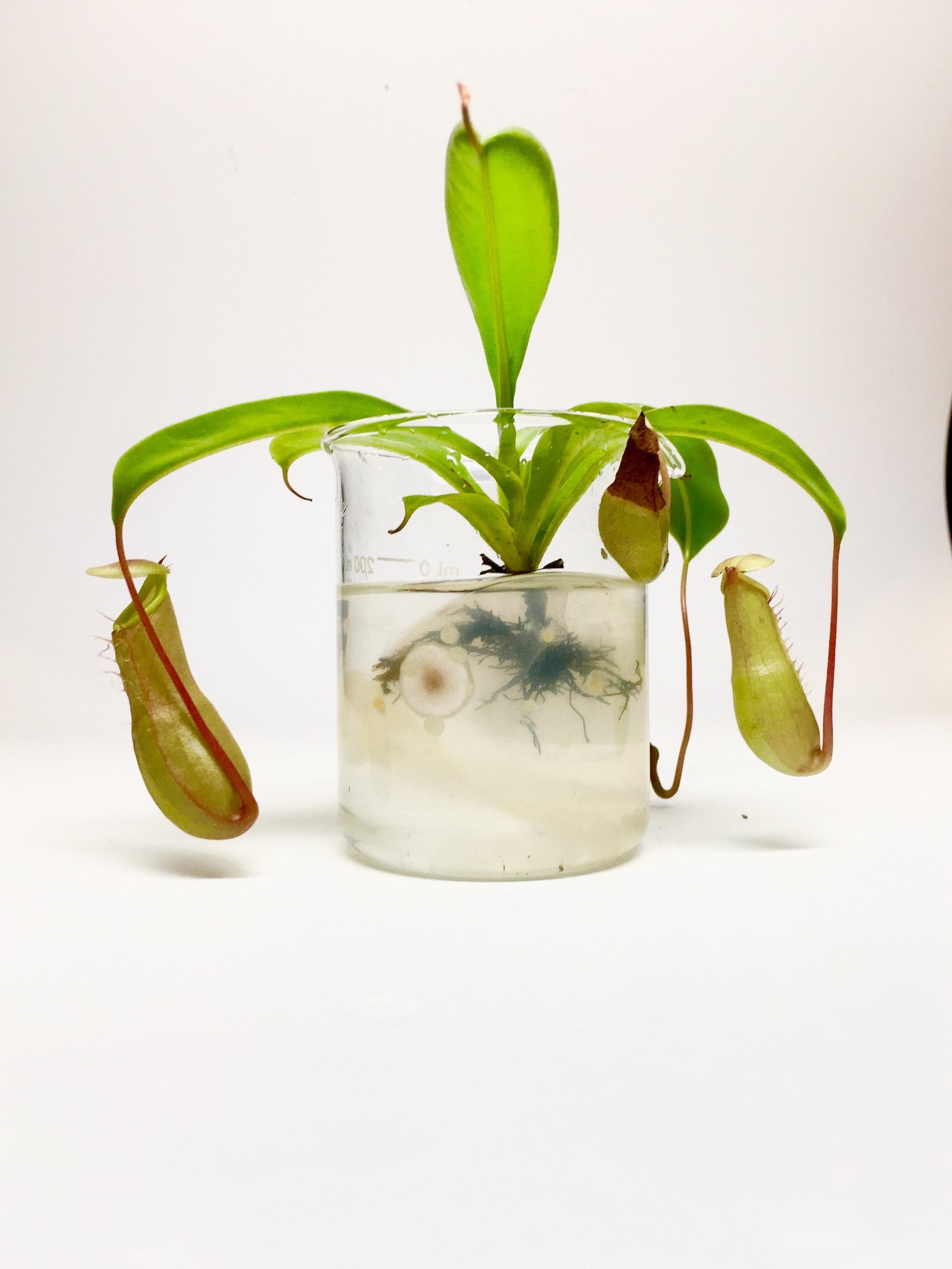 Photography by Ani Liu