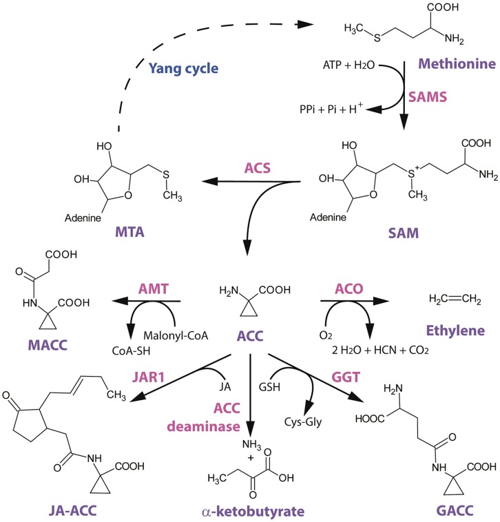 Structural scheme of ethylene biosynthesis and 1-aminocyclopropane-1-carboxylic acid (ACC) conjugation/metabolism. Image reference: 2014 Van de Poel and Van Der Straeten. 