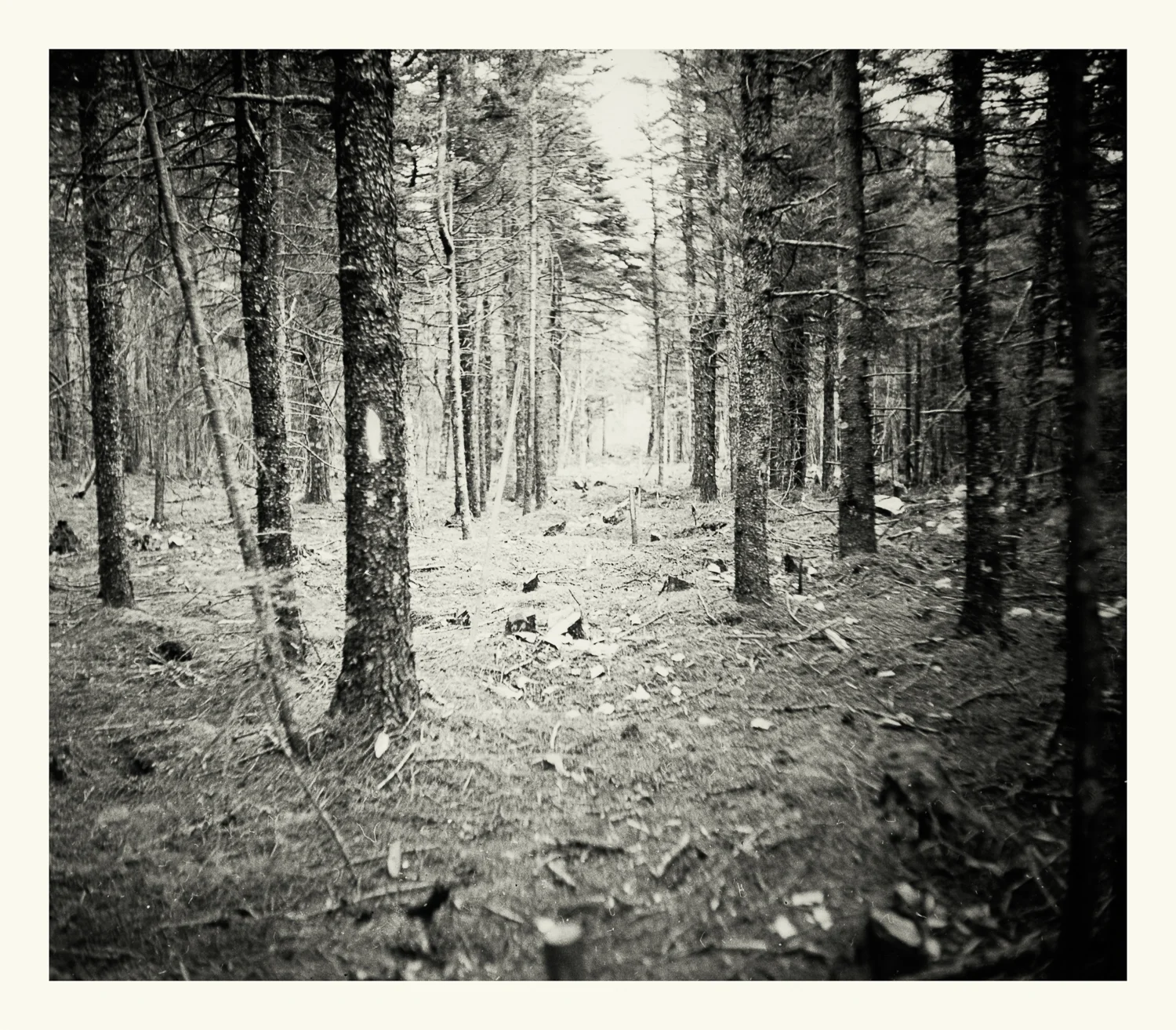  Photograph No. PC 072. “Photograph depicting forest cleared to make way for electrical power lines.” c. 1944. Records of Naval Districts and Shore Establishments, RG 181, NARA Boston. 