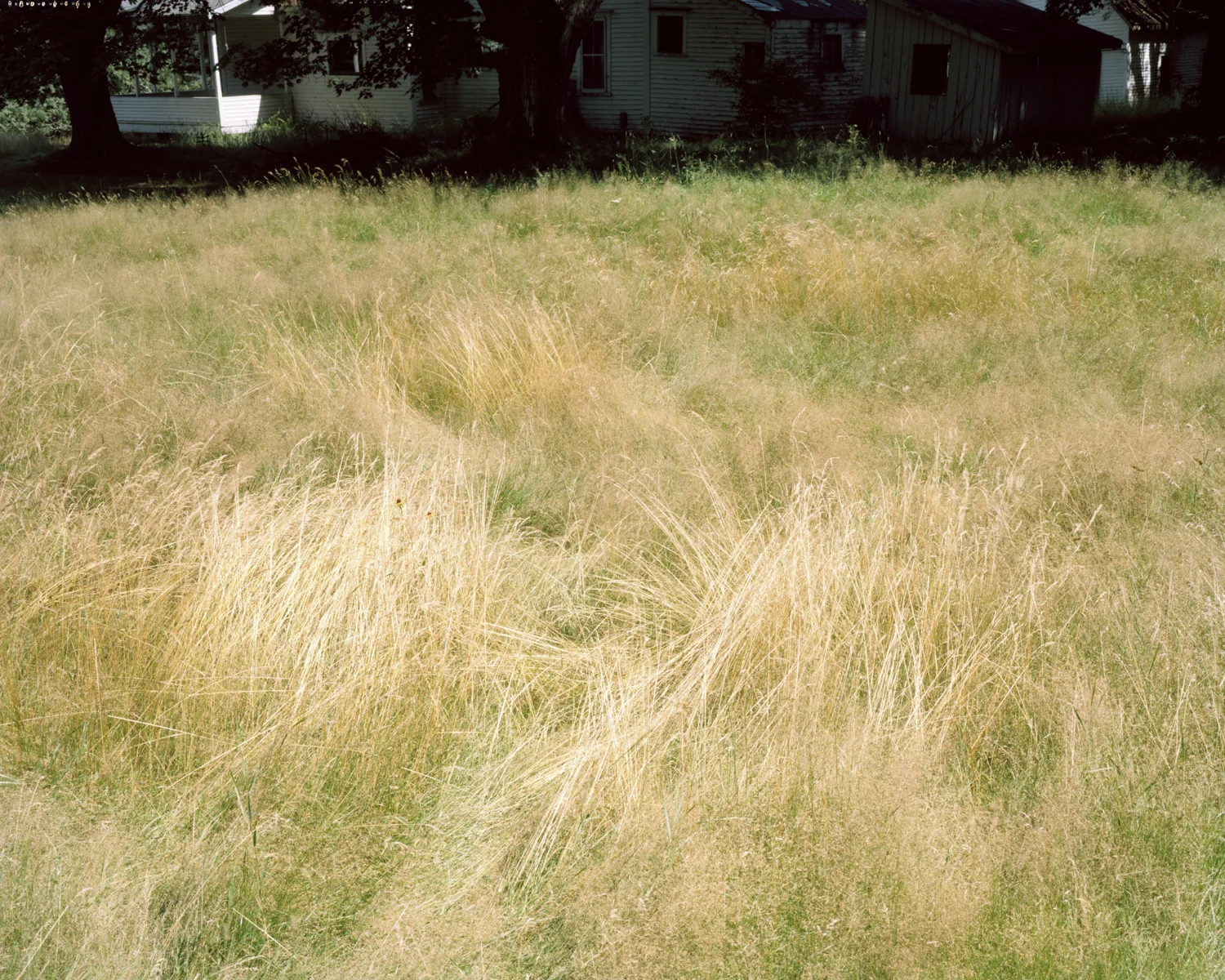 Leaves of Grass - Perkins Township, ME, 2013
