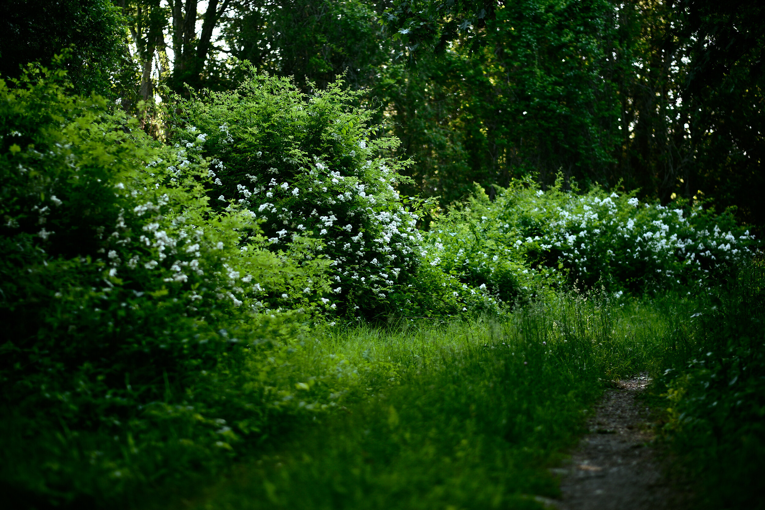 Near the Sudbury Reservoir Dam, 2019
