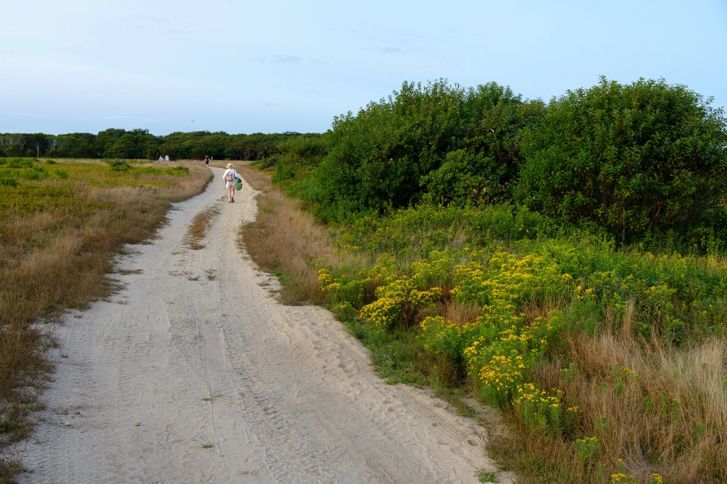 Road past the goldenrod 