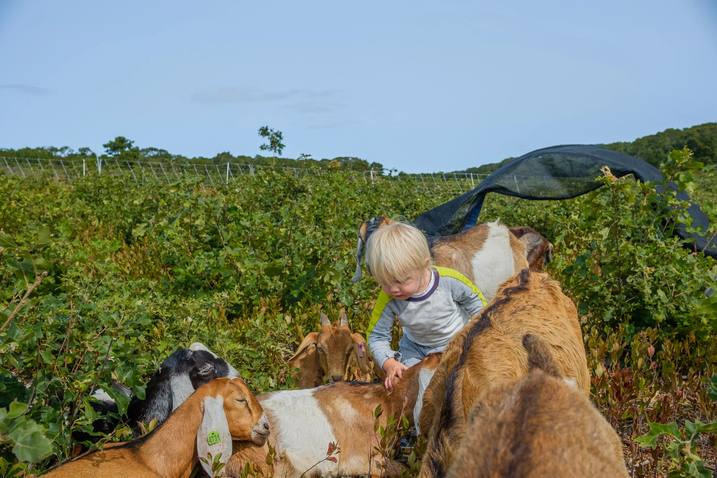 Shelter in the wind.
