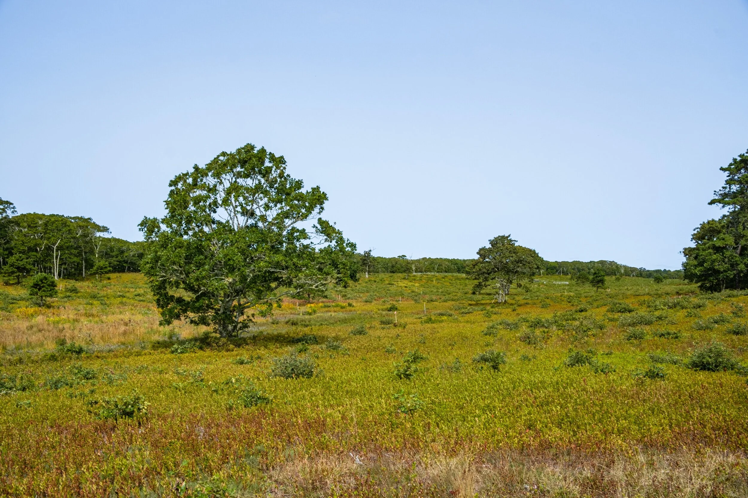 Oaks in the Frost Bottom.