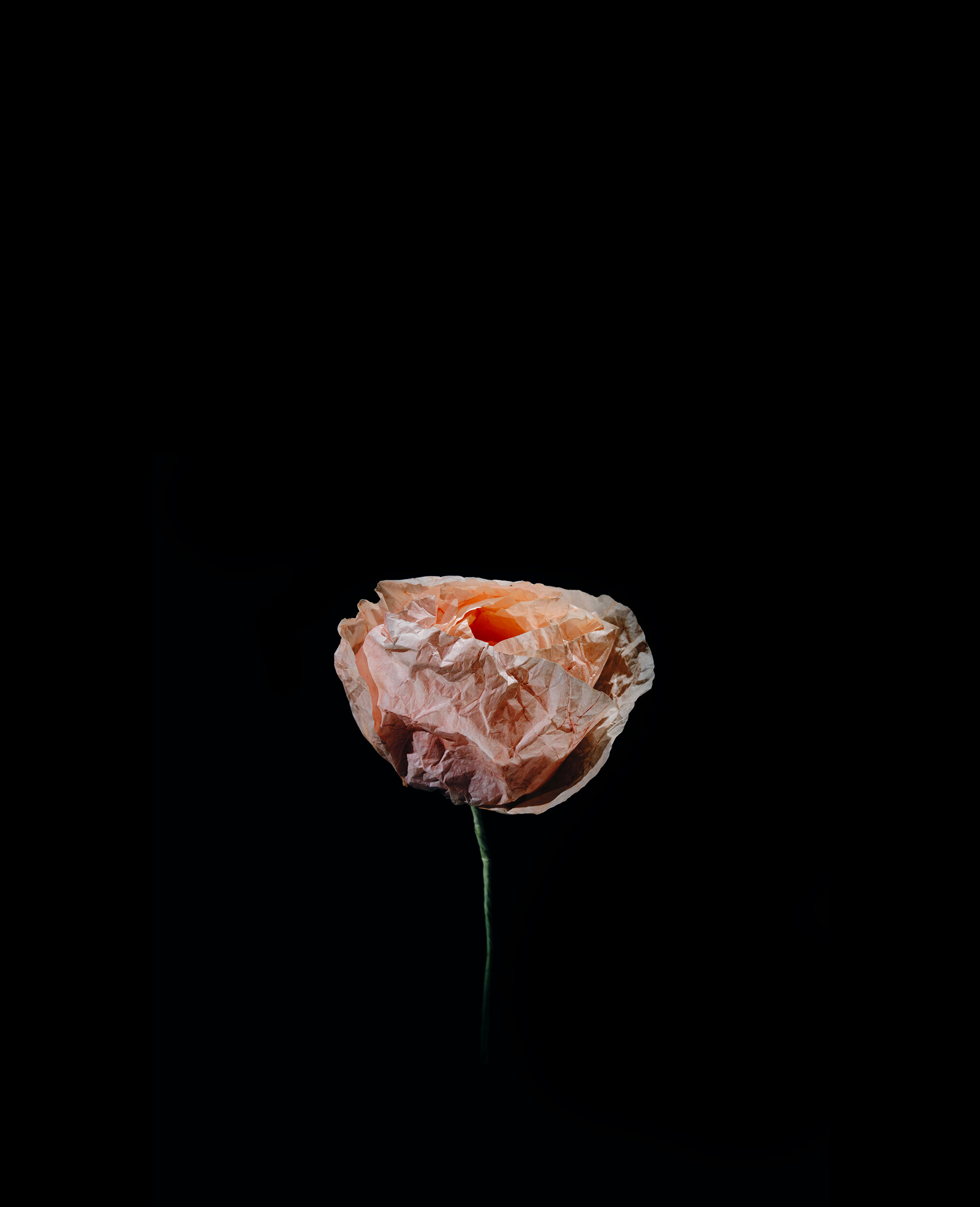 Paper Peony.jpg