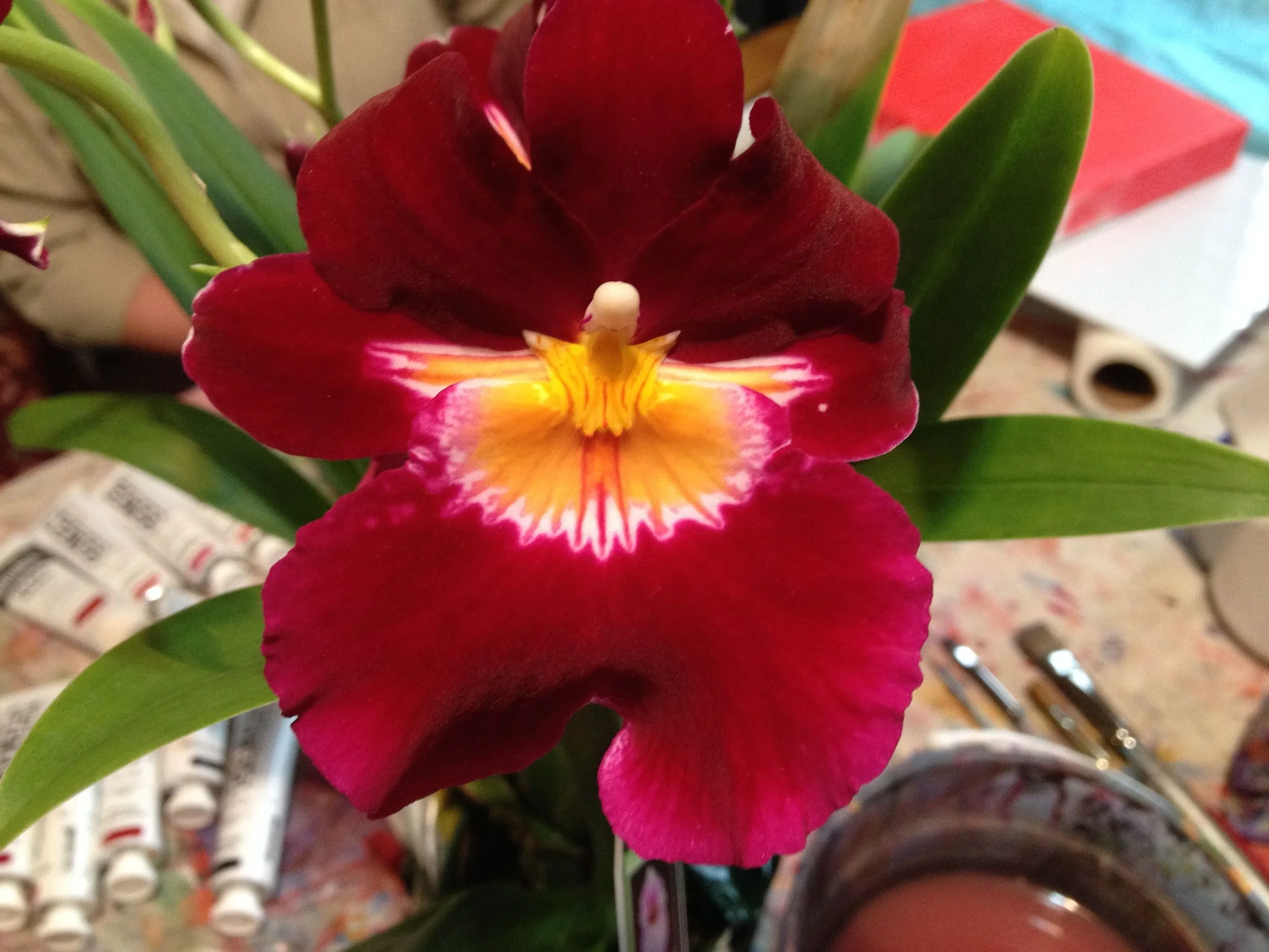 A gorgeous orchid! Look at that rich colour!