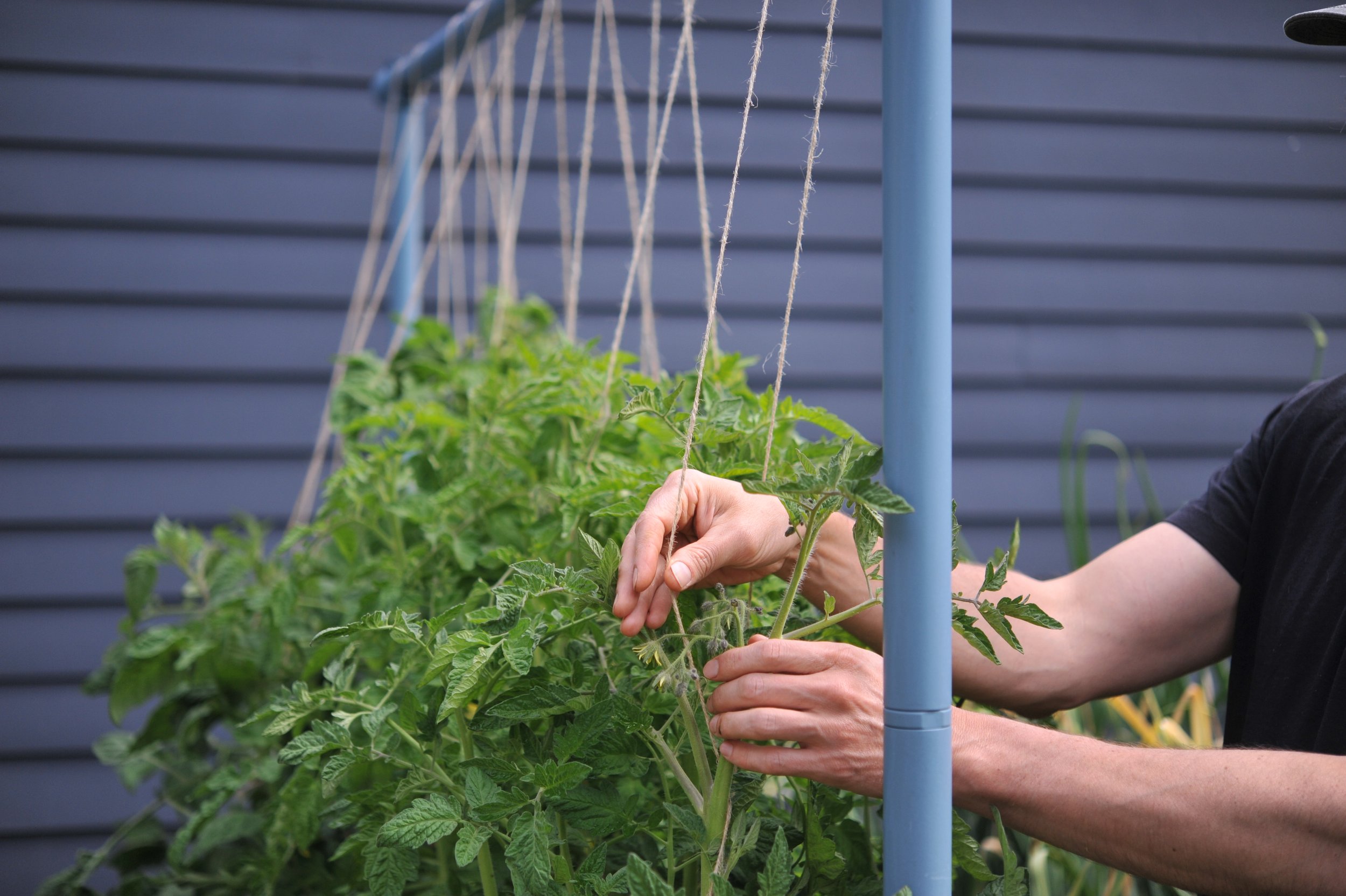 Gardening Tips: Use string line, board when planting vegetables - Rural  Messenger