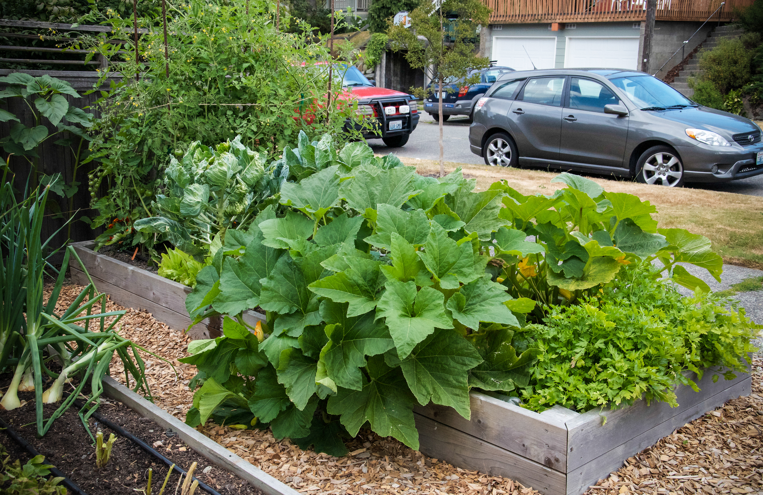 Front Yard Vegetable Garden_Seattle Urban Farm Company