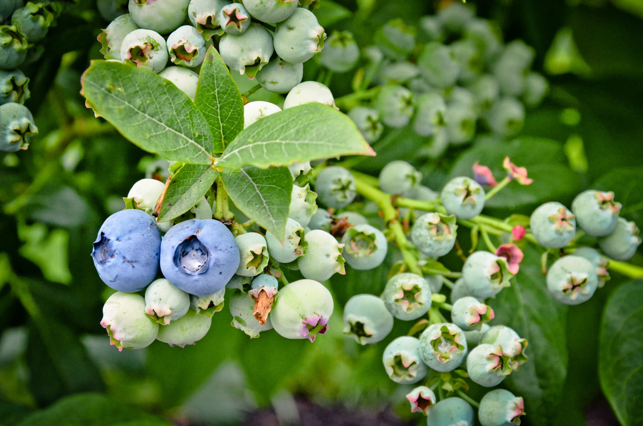 Front Yard Vegetable Garden_blueberries_Seattle Urban Farm Company