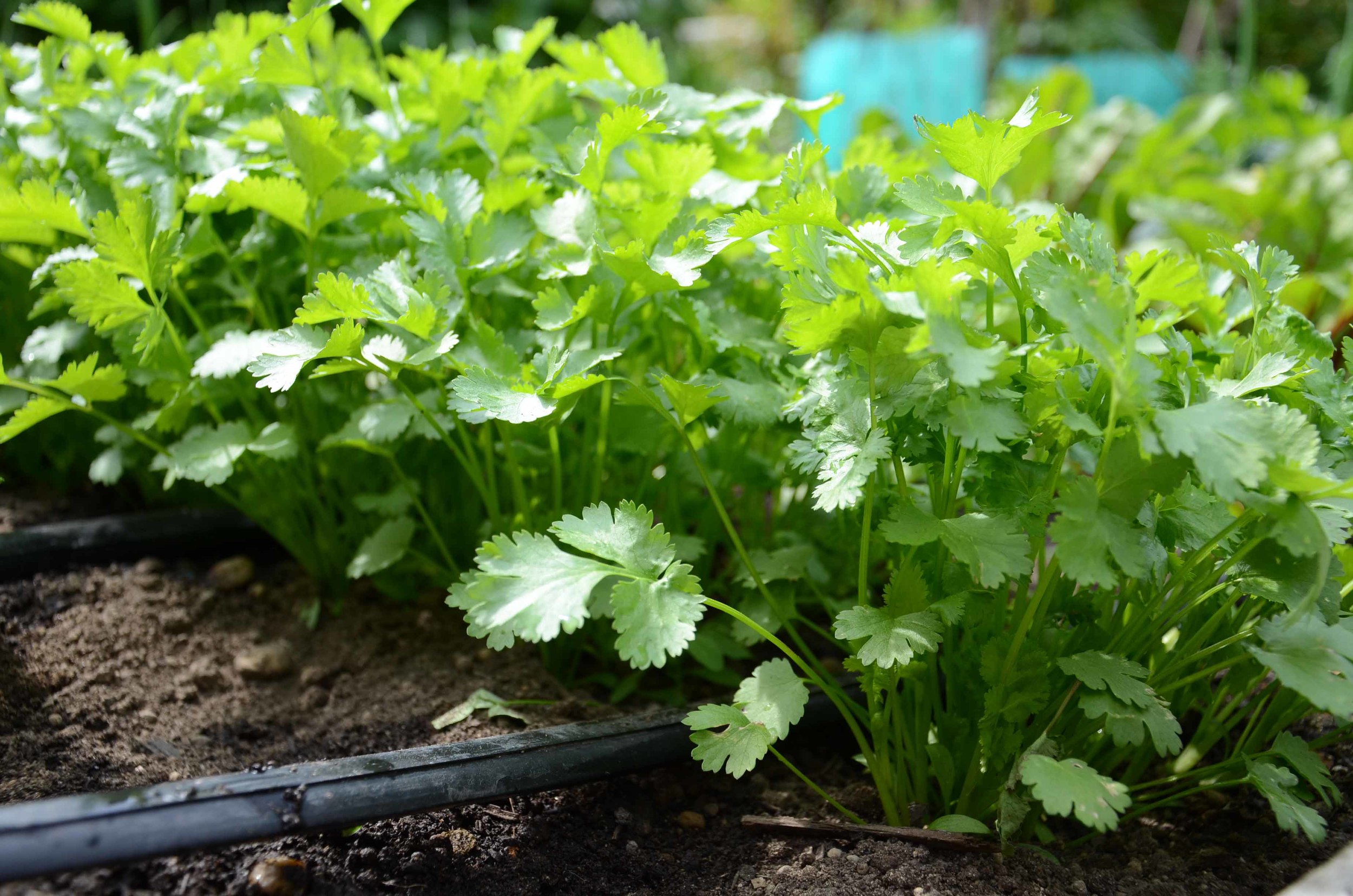 Front Yard Vegetable Garden_Cilantro_Seattle Urban Farm Company