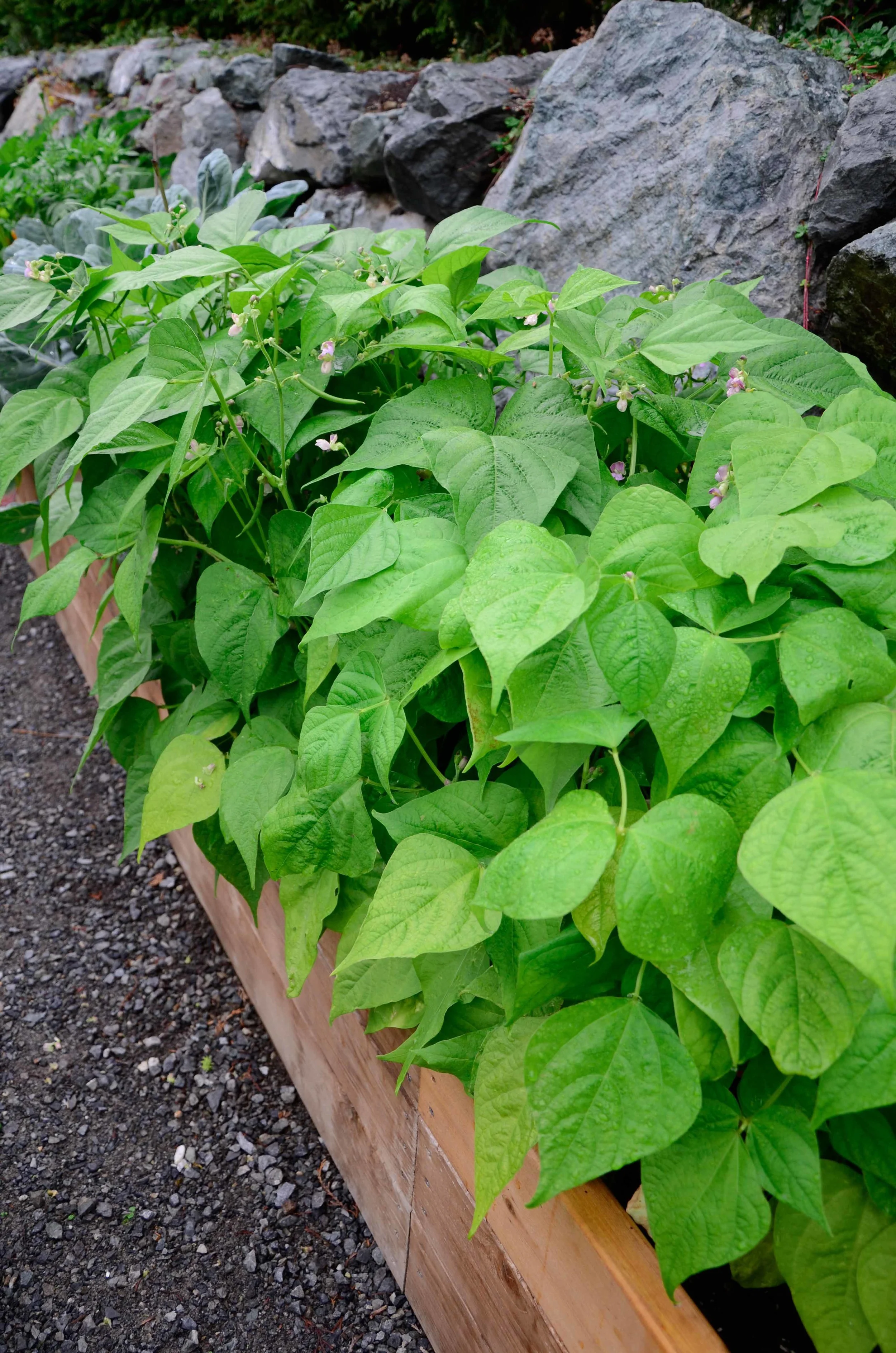 Long Raised Bed Vegetable Garden_Seattle Urban Farm Company