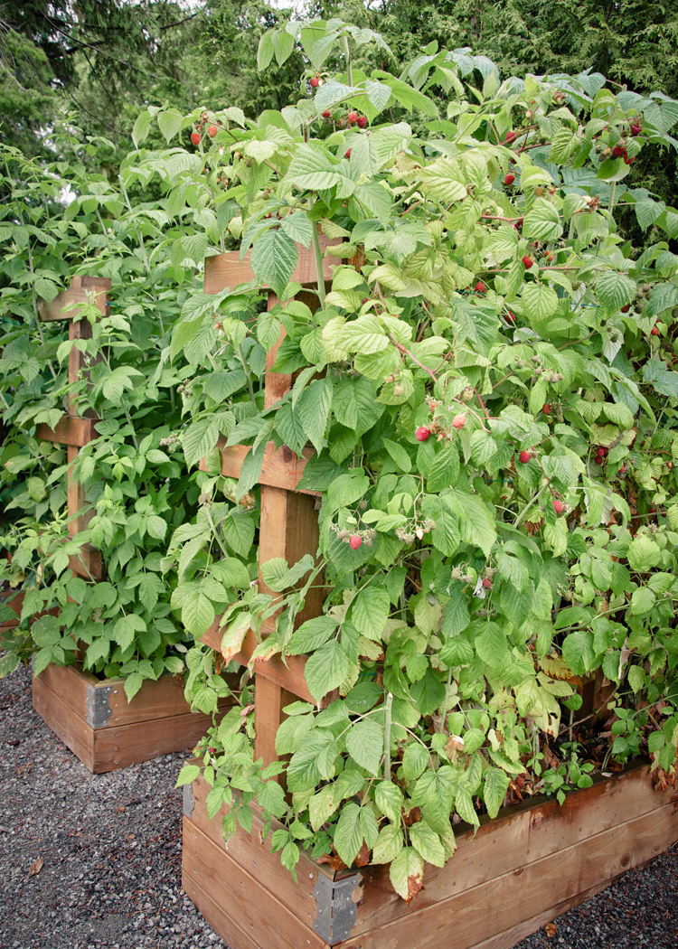 Long Raised Bed Vegetable Garden_Seattle Urban Farm Company