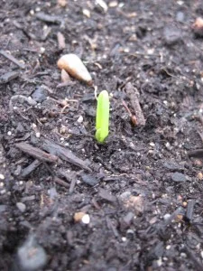 garlic sprout.jpg