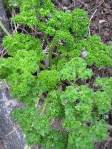 curled leaf parsley.jpg