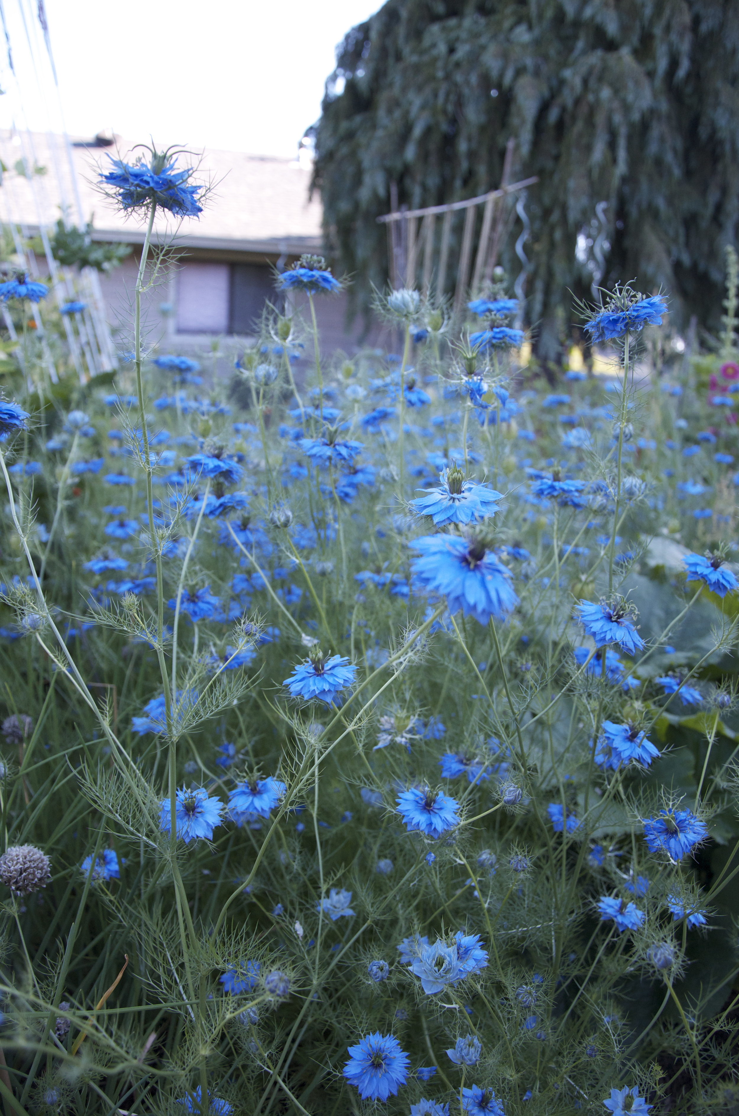 Nigella