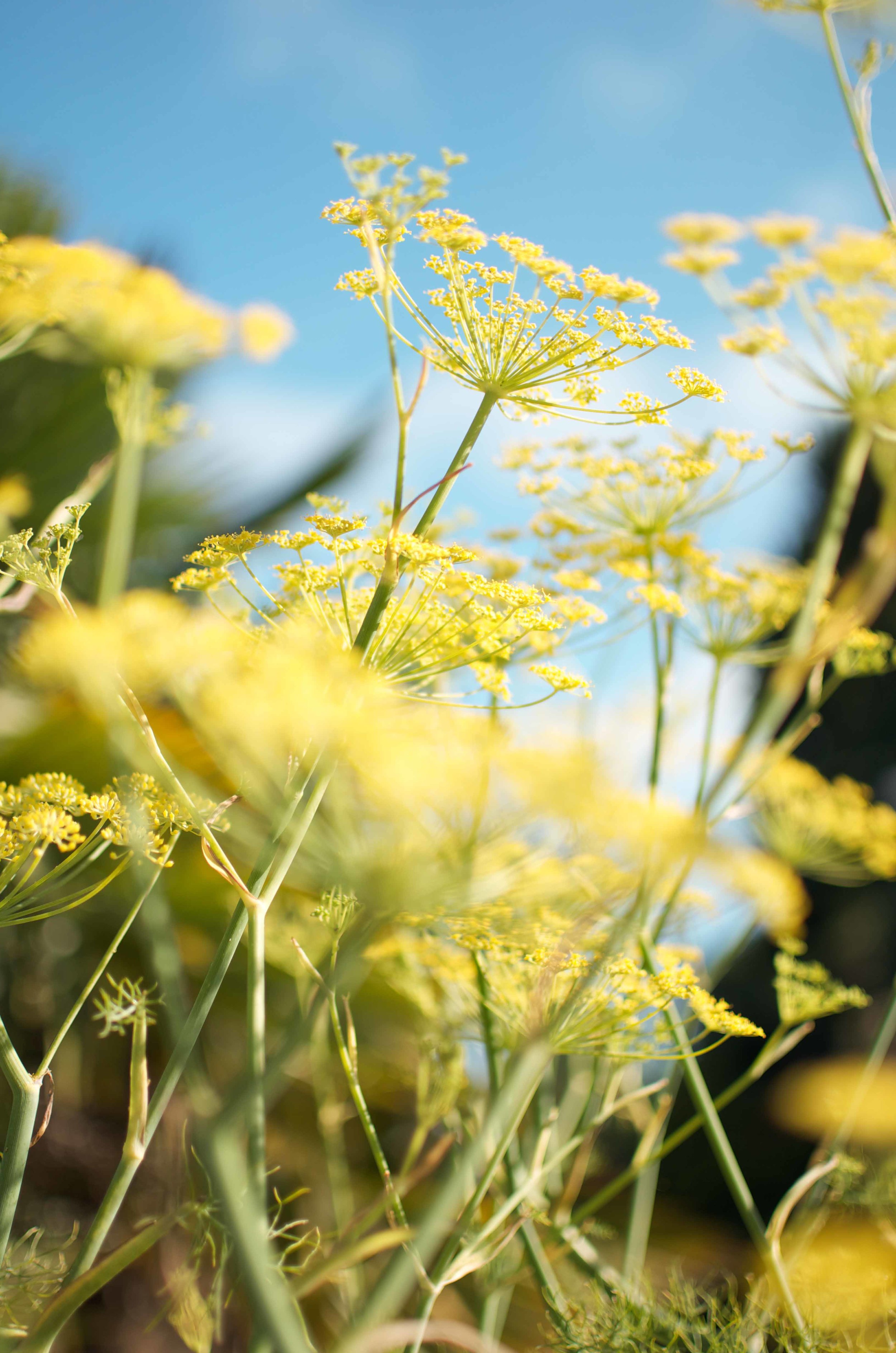 Perennial Fennel