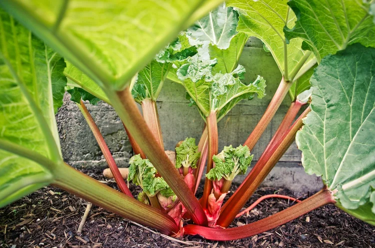 The Rhubarb Plant: Your Ultimate Growing Guide