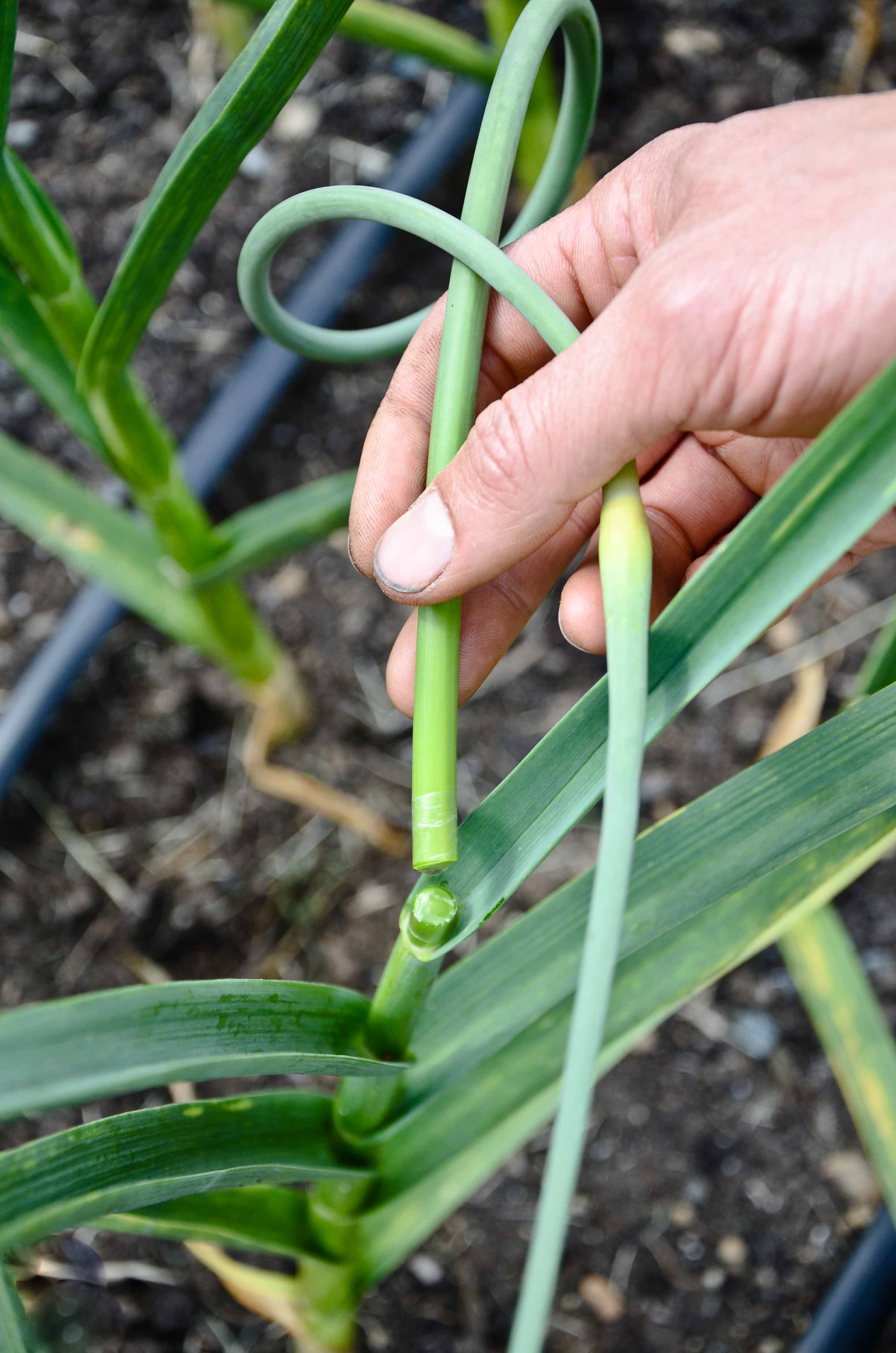 When To Harvest Garlic After Cutting Scapes How To Grow Hardneck