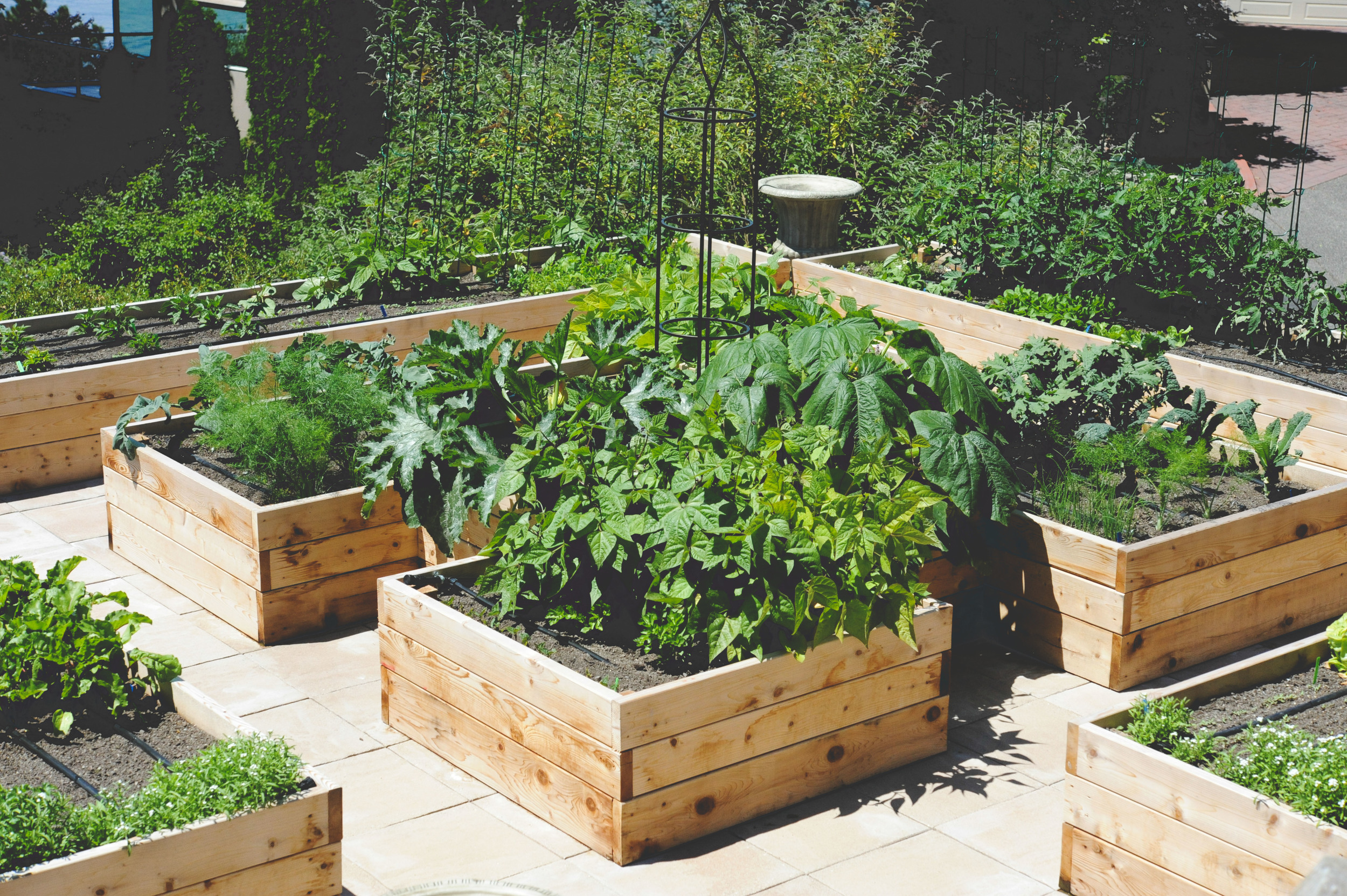 Rooftop_kitchen garden_Seattle Urban Farm Company 