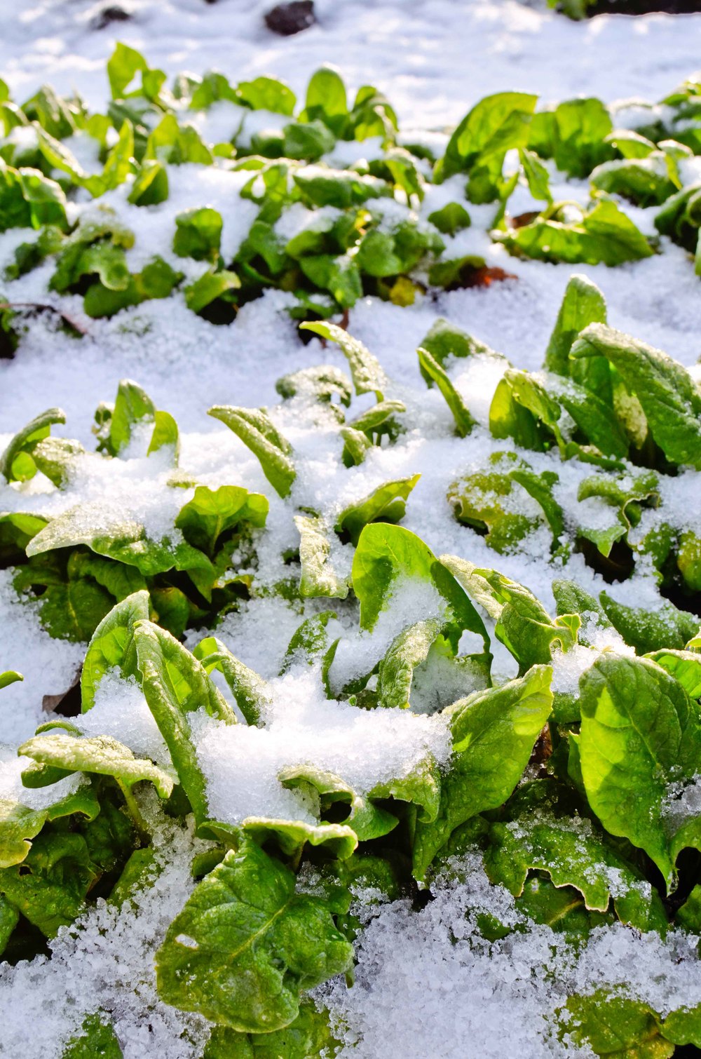 Overwintering: Crops that can withstand the cold and how to help them  thrive — Seattle Urban Farm Company