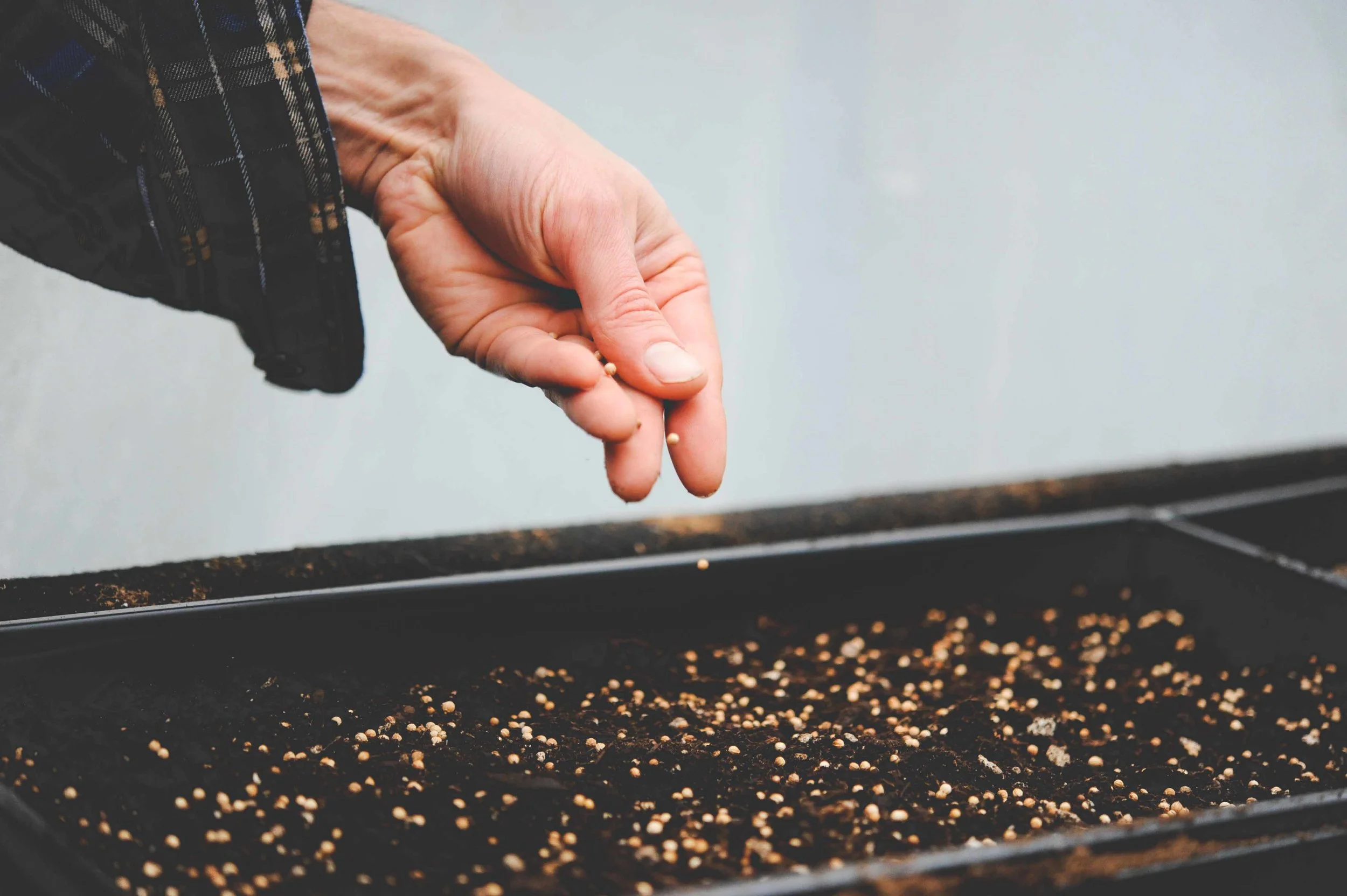 Seeding 