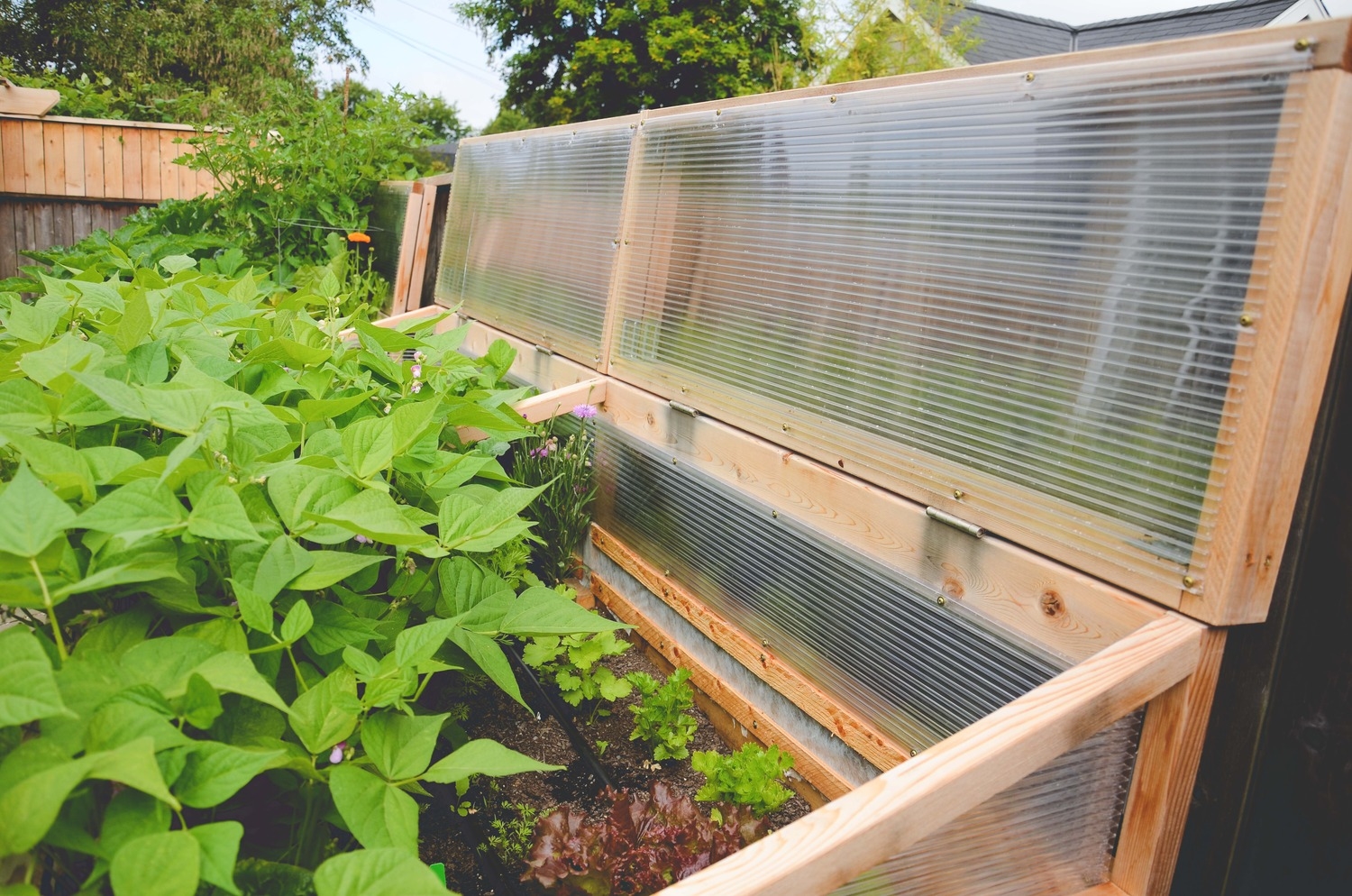 Extra vegetable garden raised beds with cold frames by Seattle Urban Farm Co.