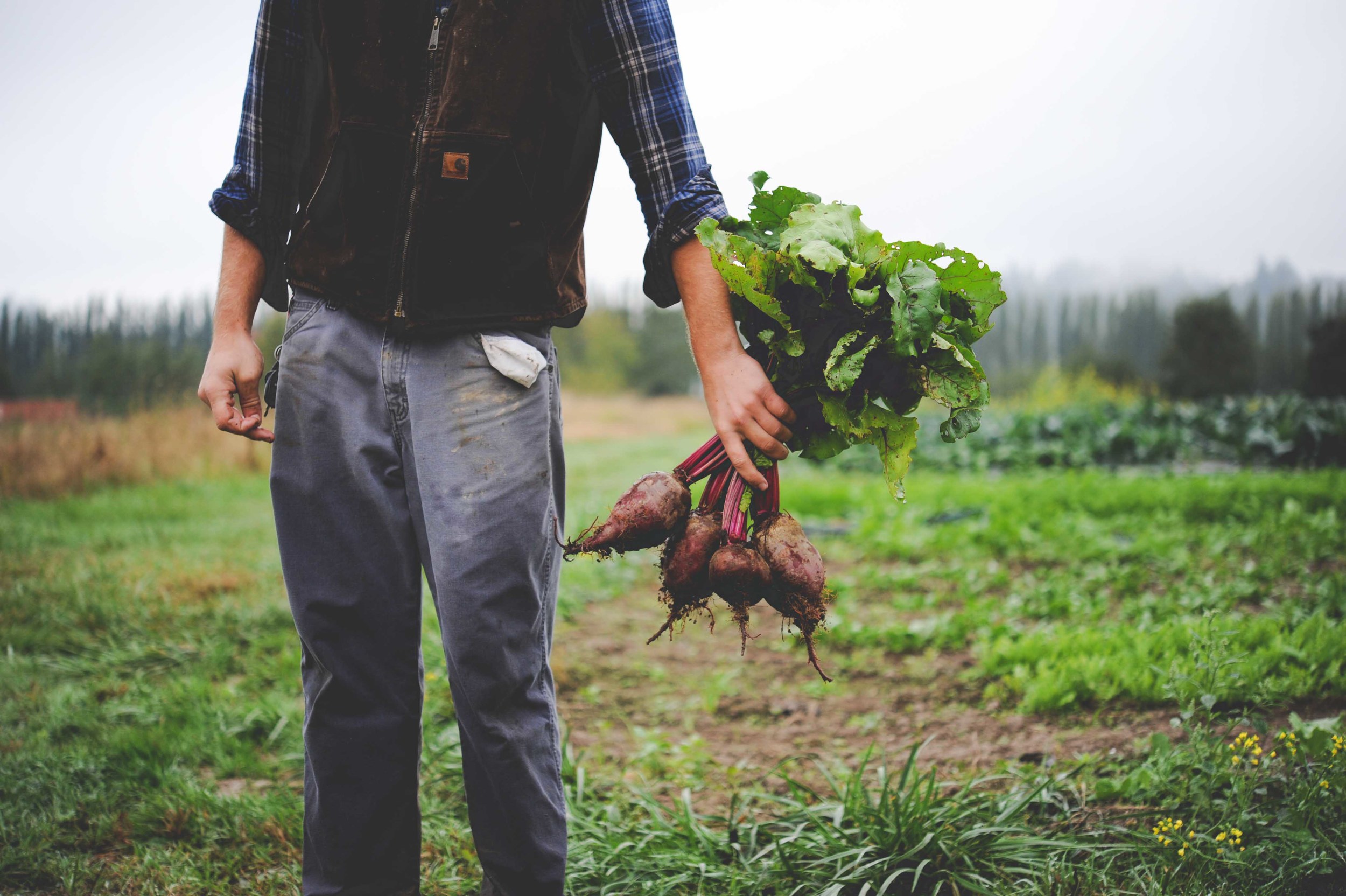 Urban Fringe Farm_beets_Restaurant Farm_Seattle Urban Company.jpg