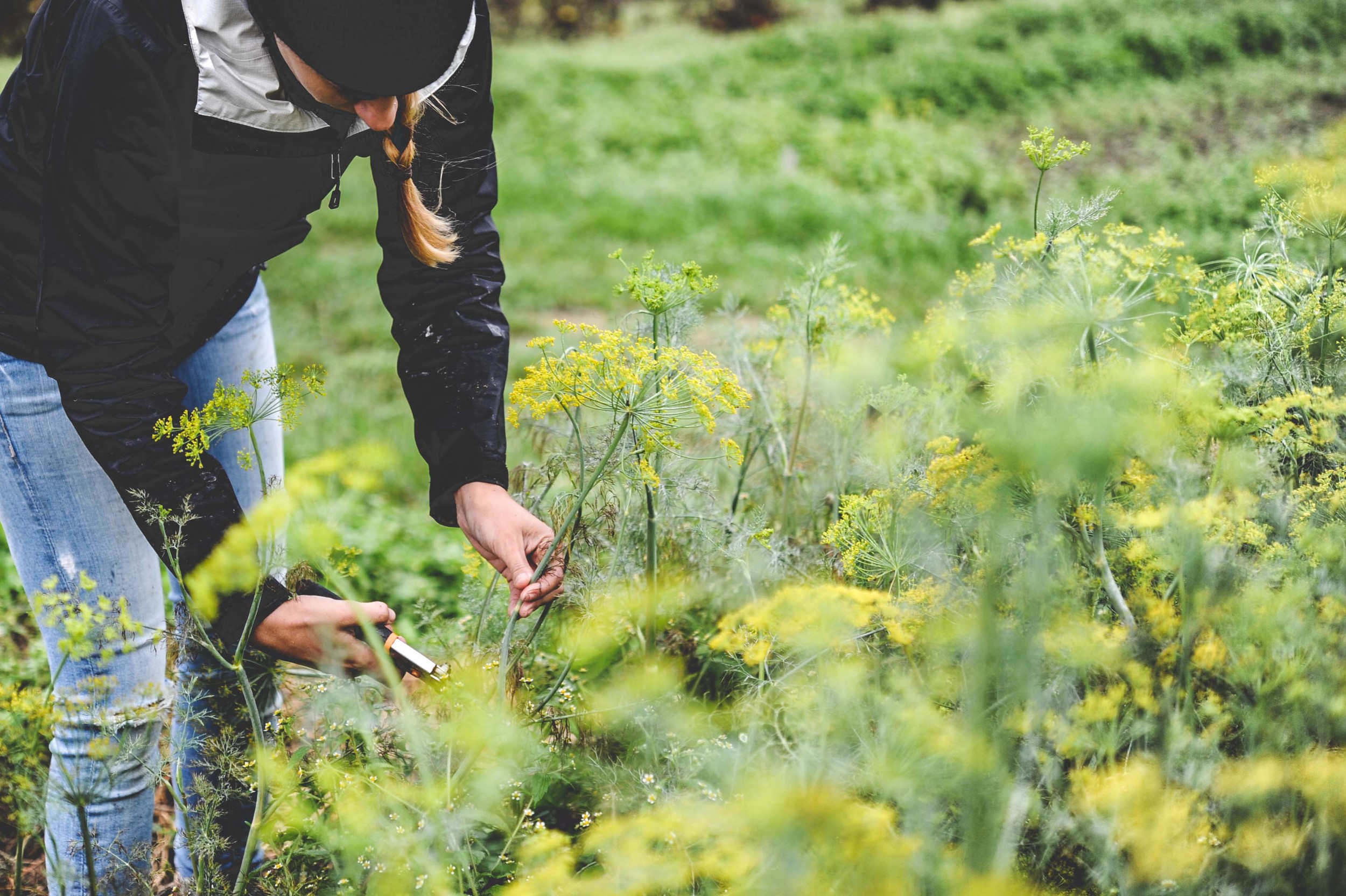 Urban Fringe Farm_Dill_Restaurant Farm_Seattle Urban Company.jpg