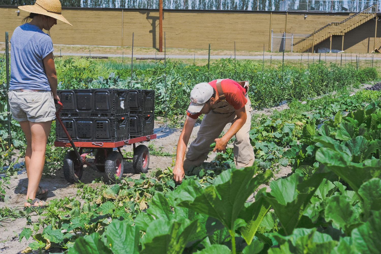 Urban Fringe Farm_Harvesting_Restaurant Farm_Seattle Urban Company.jpg