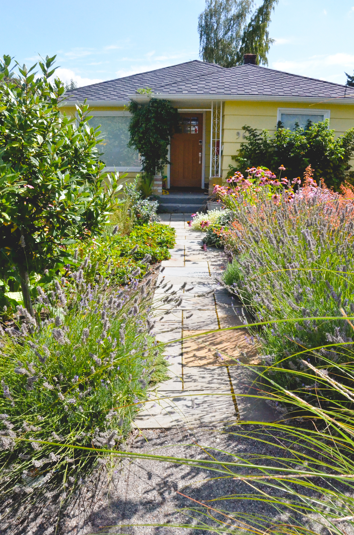 South Seattle Edible Landscape_Seattle Urban Farm Company_Lavender.jpg