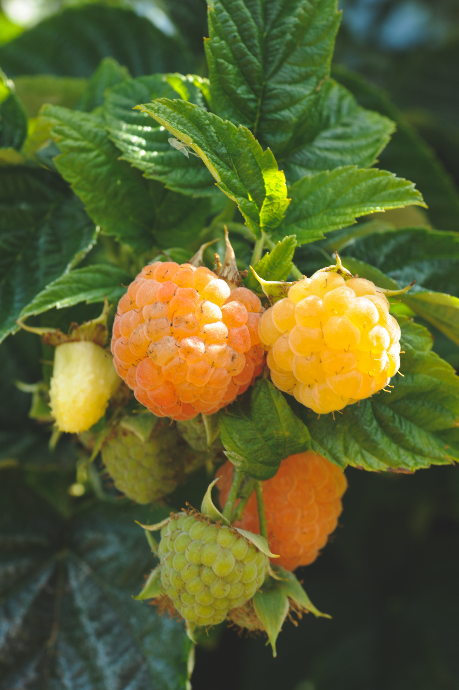 South Seattle Edible Landscape_Seattle Urban Farm Company_Golden Raspberries.jpg