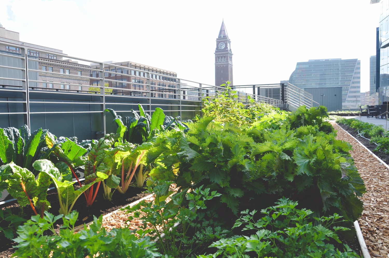 Seattle Urban Farm Company_Quality Athletics_Restaurant Farm.jpg