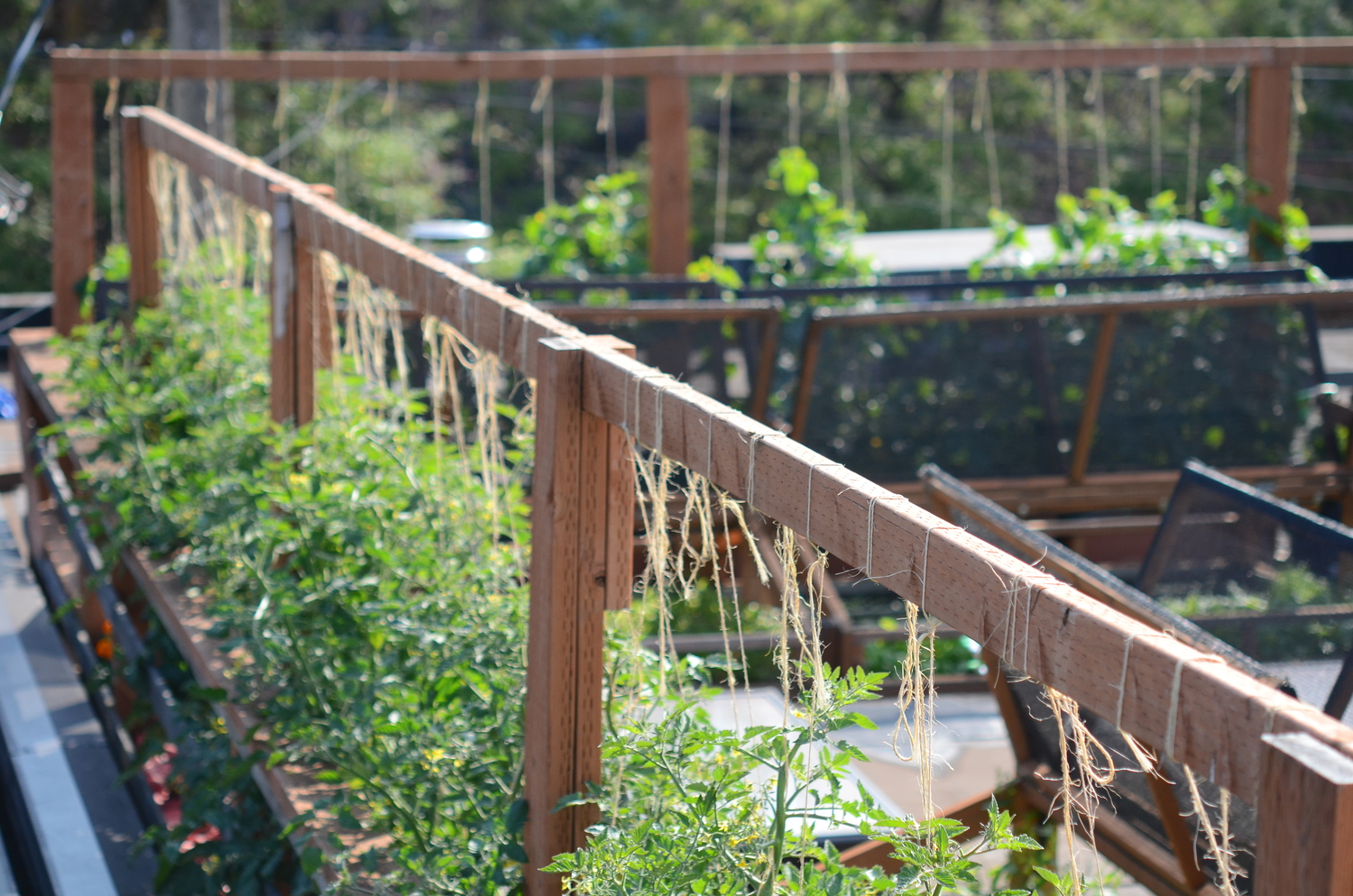 Bastille Rooftop_Restaurant Vegetable Garden5_Seattle Urban Farm Company.jpeg