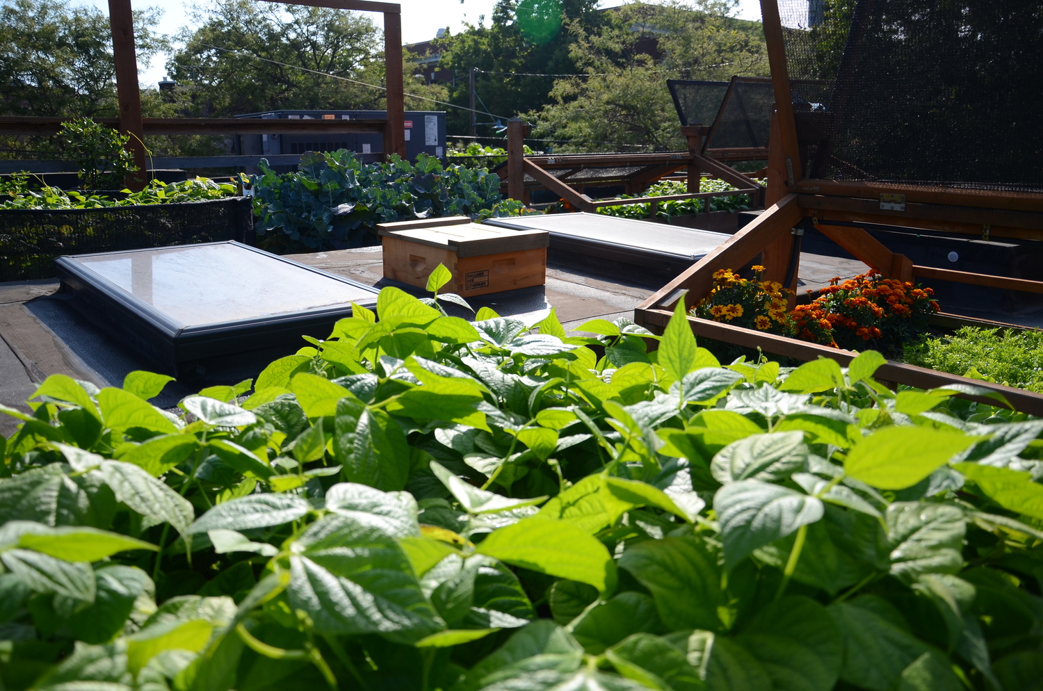 Bastille Rooftop_Restaurant Vegetable Garden6_Seattle Urban Farm Company.jpeg