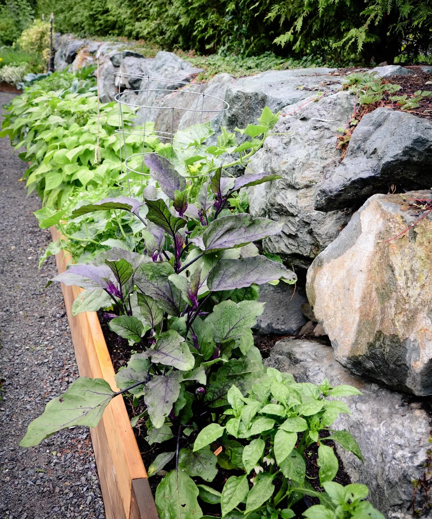 Long Raised Bed Vegetable Garden_Seattle Urban Farm Company